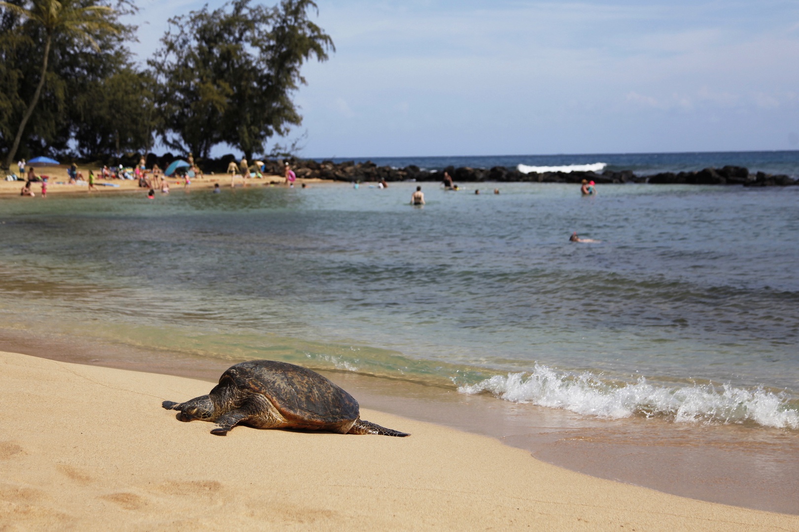 Koloa Vacation Rentals, Ka Hui Ana at Kukuiula - Witness the serene beauty of nature at Poipu Beach Park, where Hawaiian sea turtles bask along the shore.