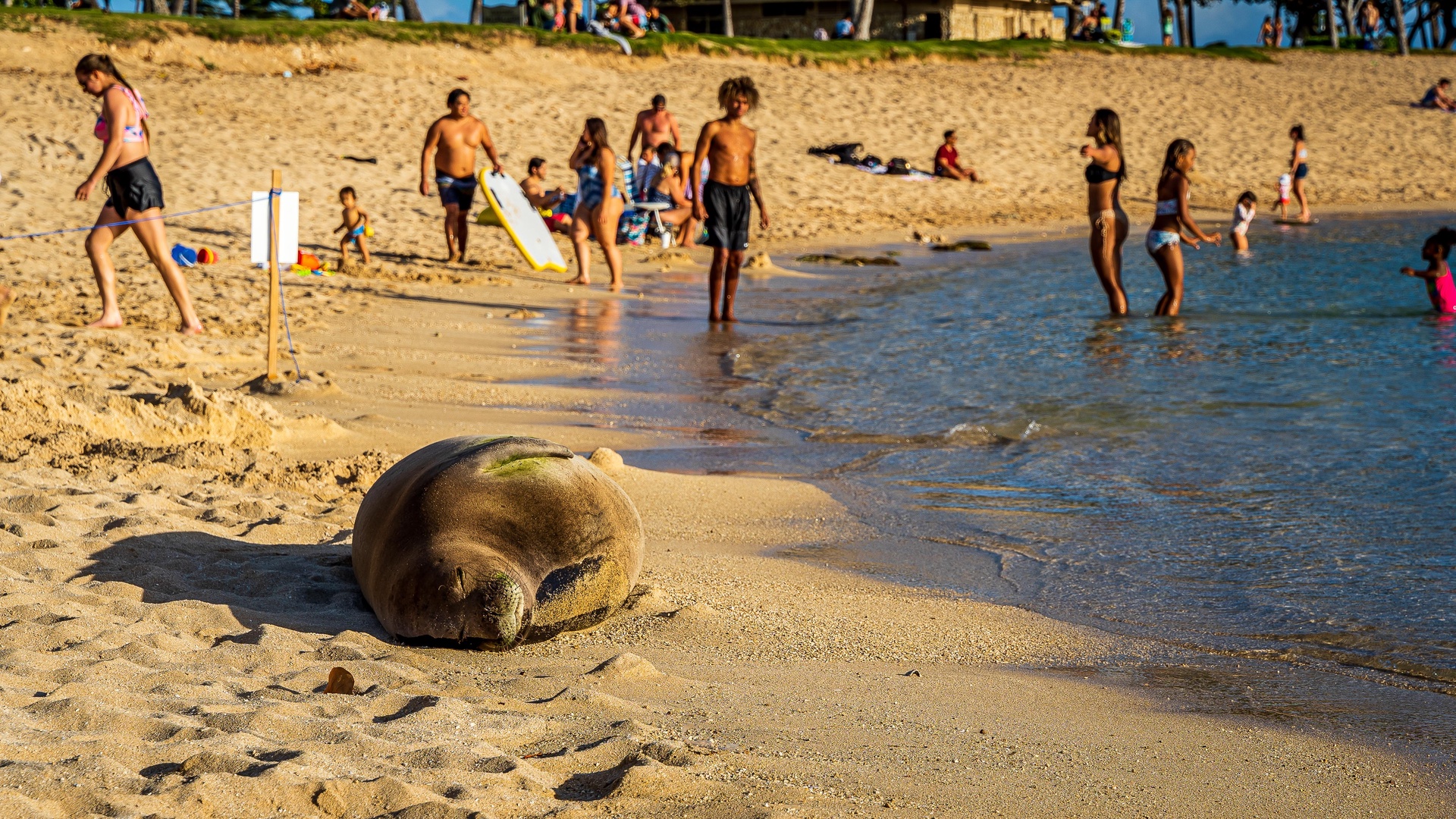 Kapolei Vacation Rentals, Kai Lani 21C - A peaceful nap on the shores of the island.