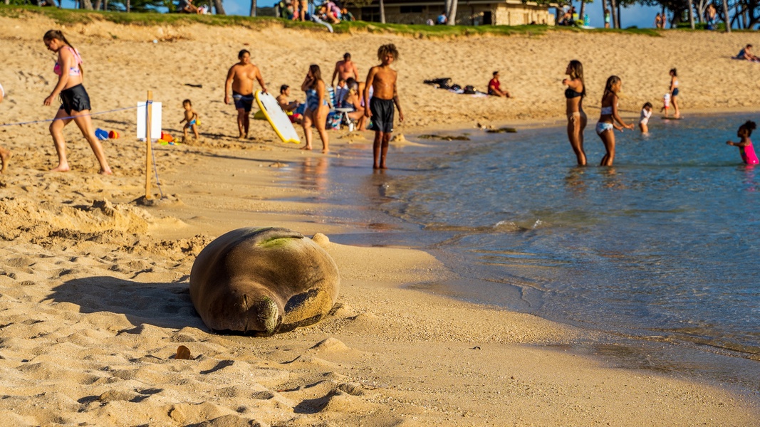 Kapolei Vacation Rentals, Ko Olina Beach Villas B210 - Beachfront moments with Hawaiian monk seal resting on the sand.