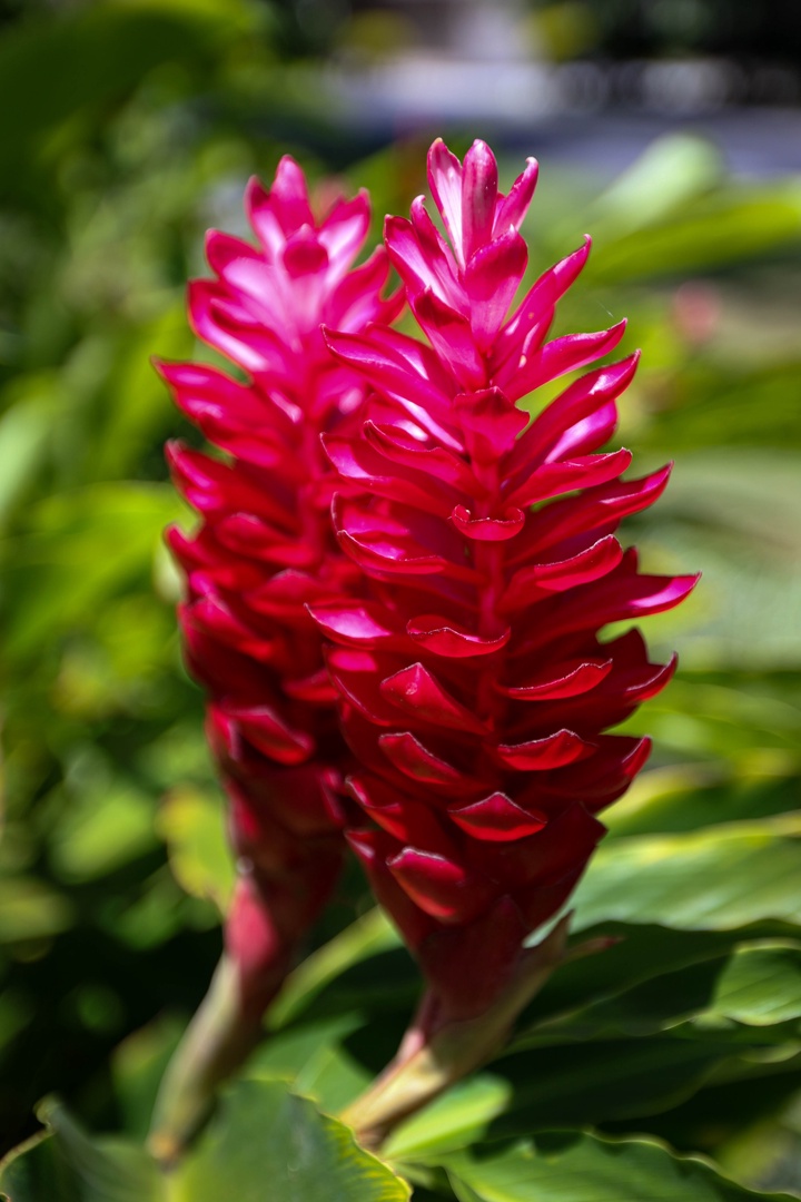 Kamuela Vacation Rentals, Palm Villas E1 - Torch Ginger. One of the Many Flowers Growing at Palm Villas