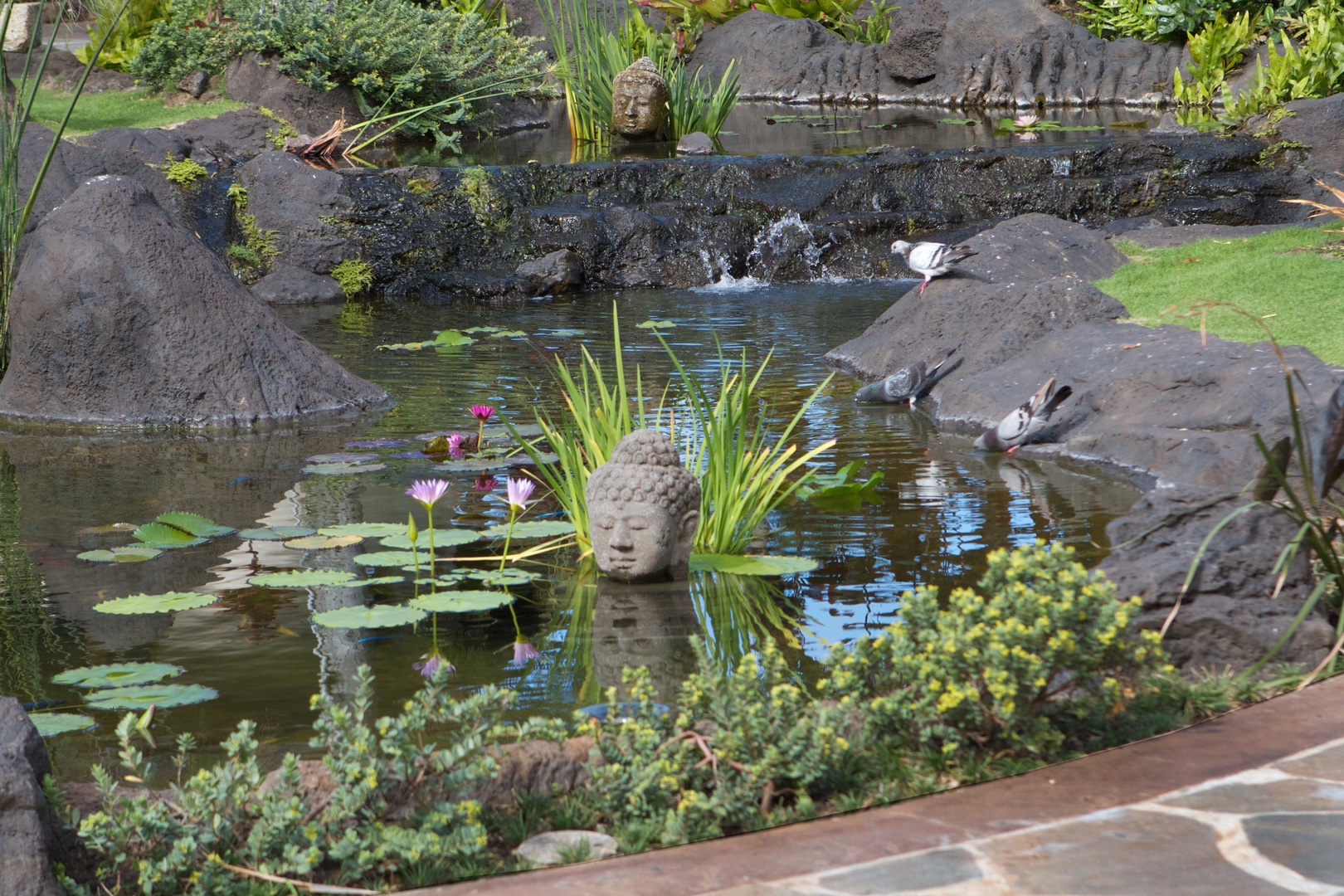 Kailua Vacation Rentals, Paul Mitchell Estate* - Main Pond Detail