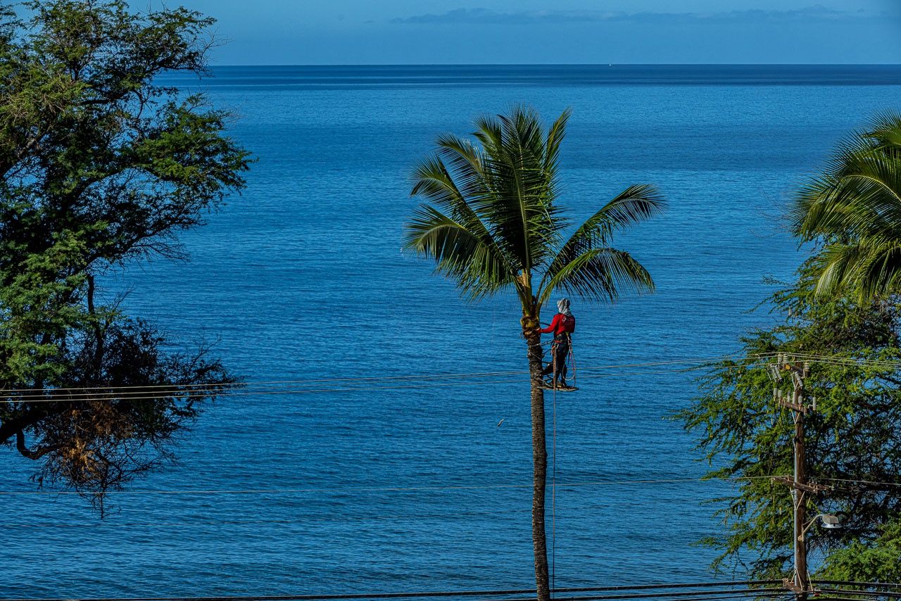 Kihei Vacation Rentals, Kamaole Beach Royal 610 - A lone palm stands tall against the open channel, the horizon uninterrupted behind it.