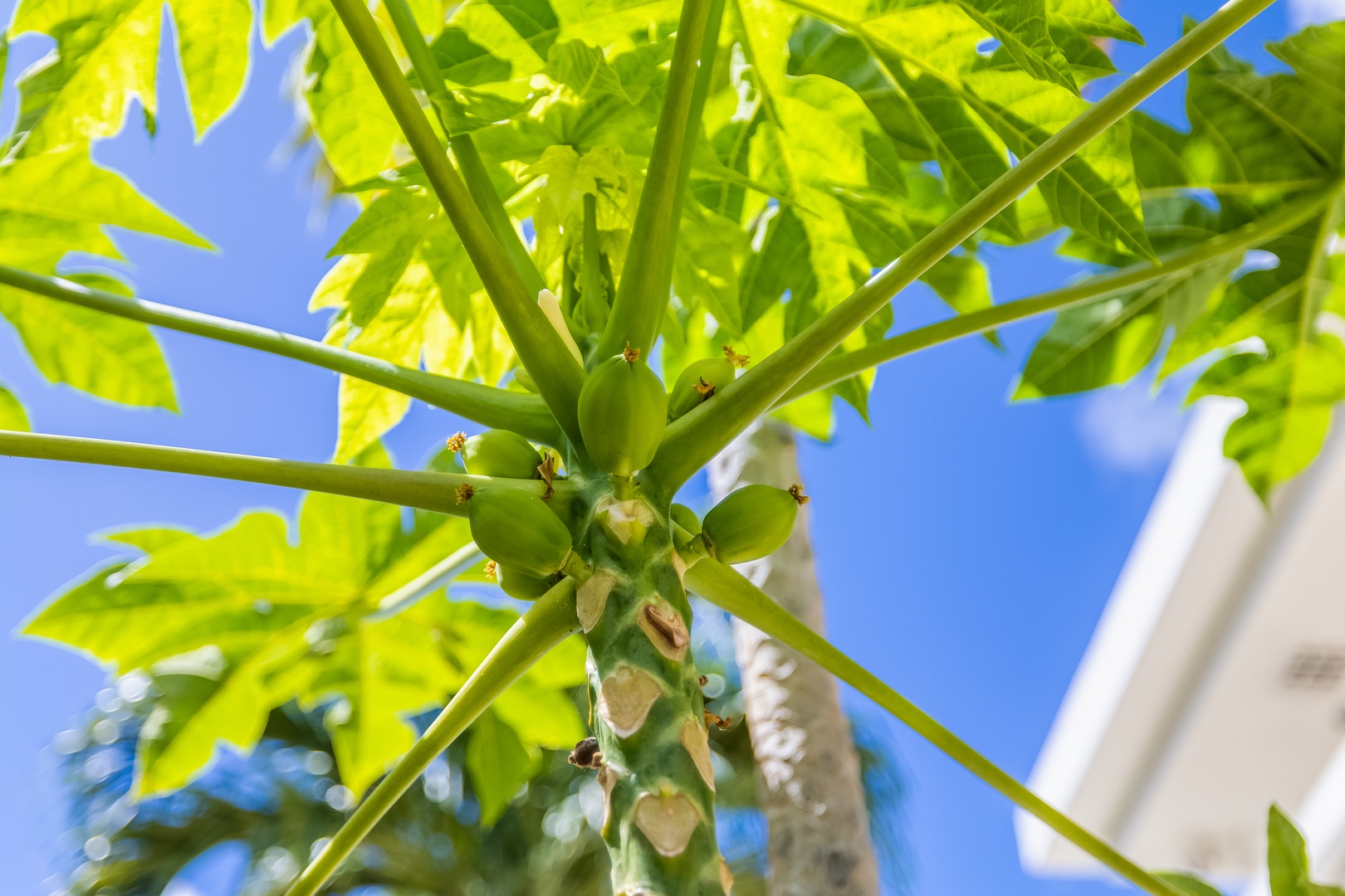 Honolulu Vacation Rentals, Nanea Kai Villa - Enjoy the lush surroundings and tropical papaya trees right outside your door.