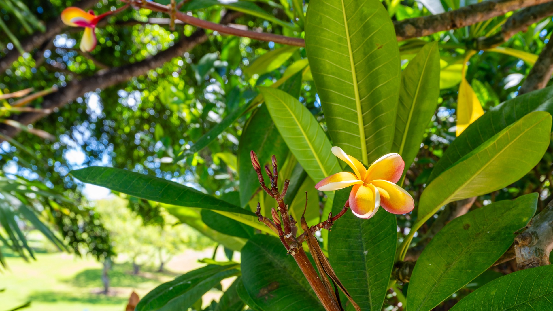 Kapolei Vacation Rentals, Fairways at Ko Olina 18C - Beautiful flowers in sun dappled gardens.