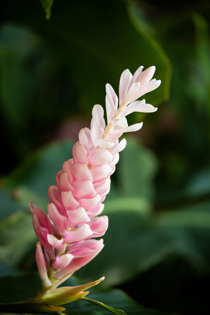 Kamuela Vacation Rentals, Champion Ridge 7 - Delicate pink ginger bursts with color and island charm.