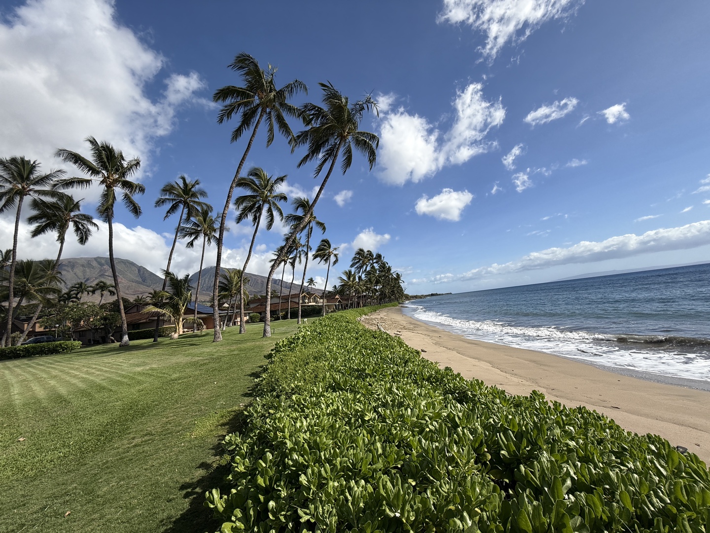 Lahaina Vacation Rentals, Puamana 254-2 - Grassy stretch along the beach, lined with palms and peaceful ocean views.