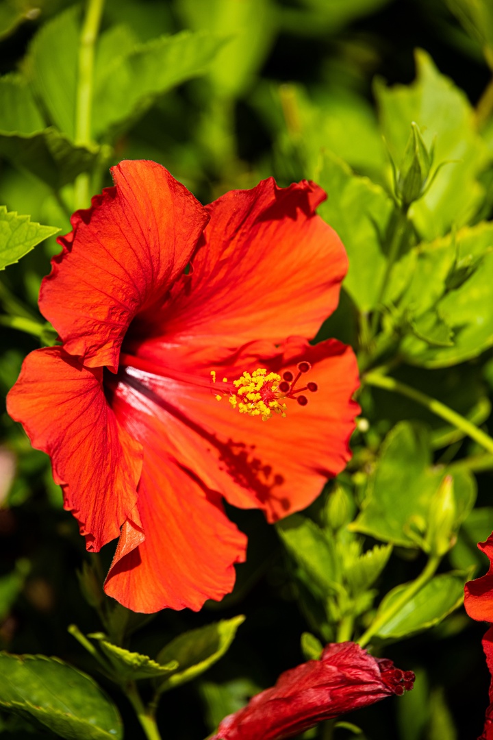 Kamuela Vacation Rentals, Champion Ridge 7 - Brilliant blossoms echo the fiery glow of Big Island sunsets.