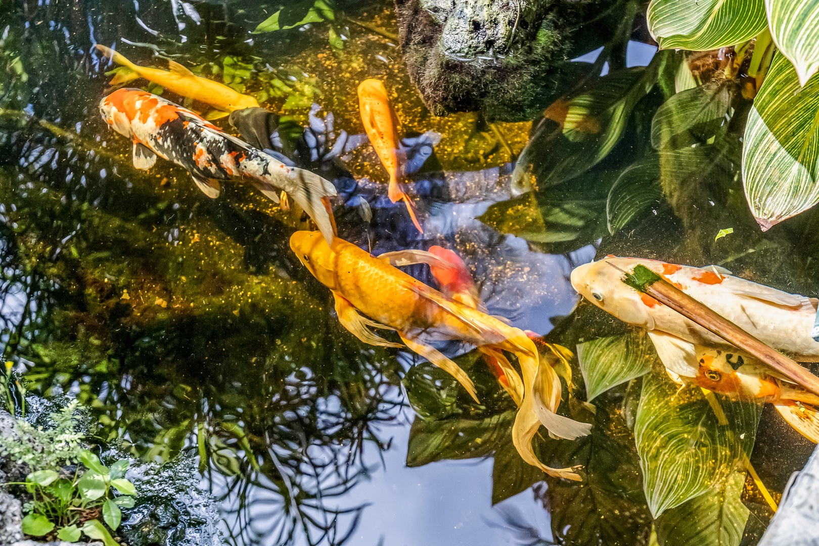 Honolulu Vacation Rentals, Hale Ola - The pond has live fish