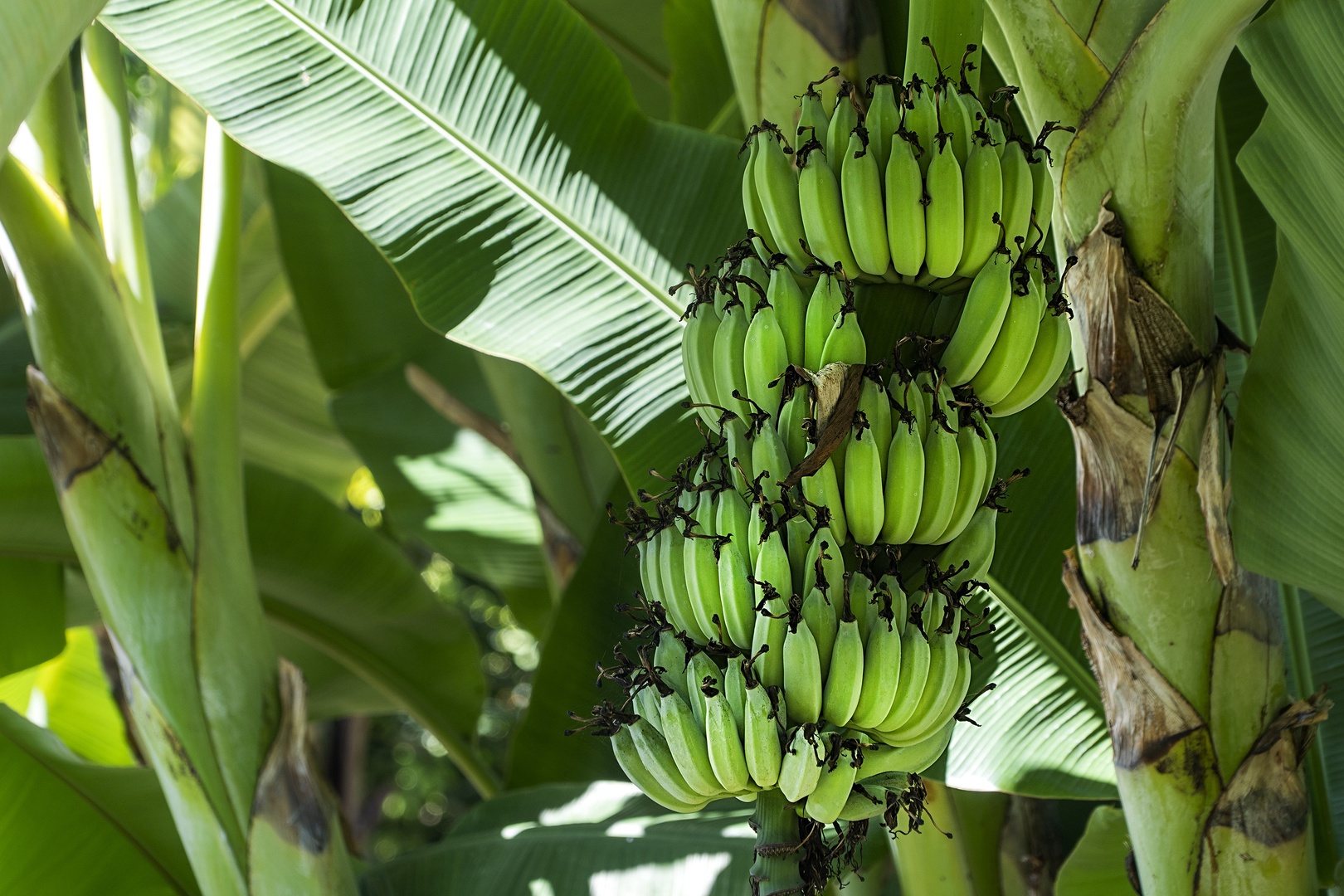 Kailua-Kona Vacation Rentals, Hale Joli - Banana Trees