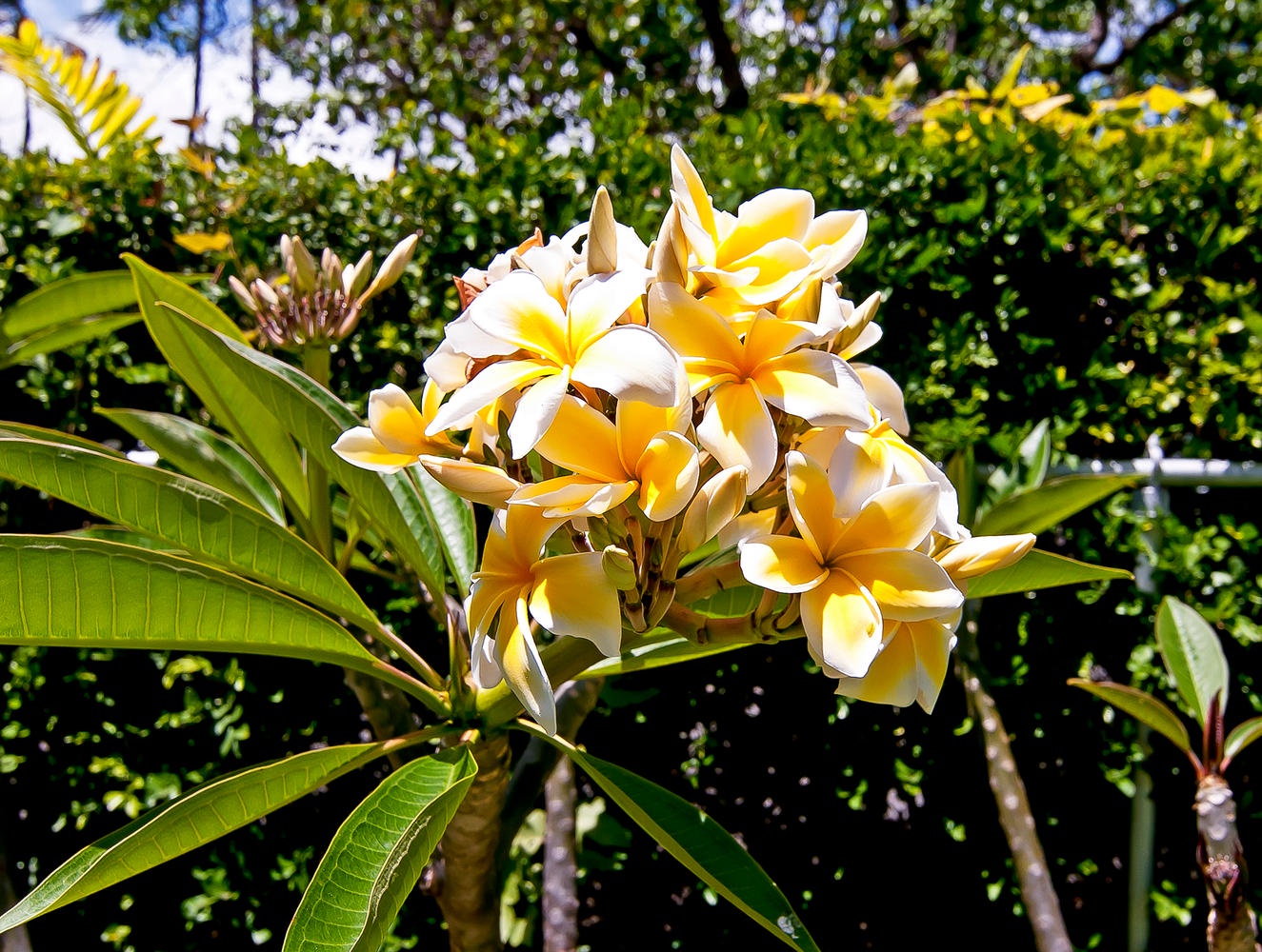 Honolulu Vacation Rentals, Kahala Lani - Plumeria in the Yard