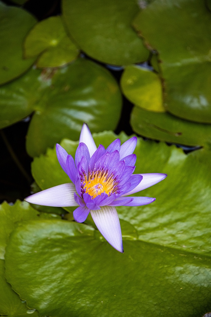 Kamuela Vacation Rentals, Champion Ridge 7 - Delicate lotus blossoms bloom in the tranquil koi pond courtyard.
