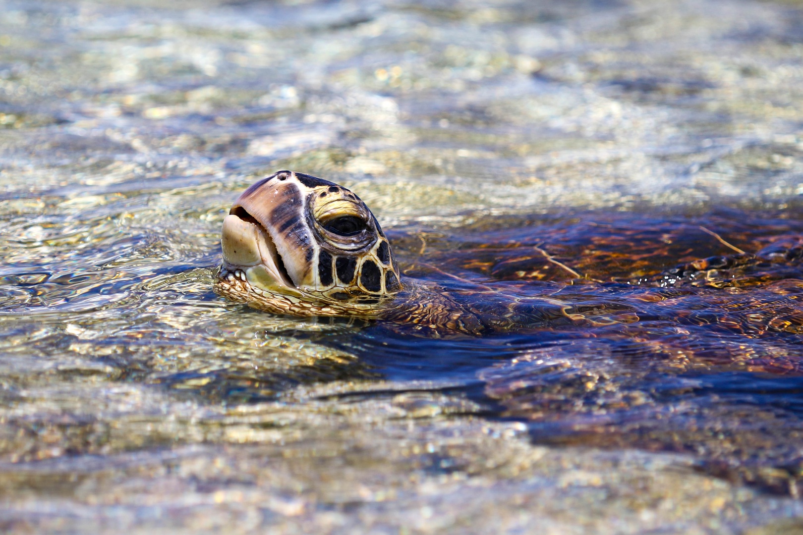 Kamuela Vacation Rentals, Palm Villas E1 - Sea Turtle Coming Up for Air. A Common Sight.