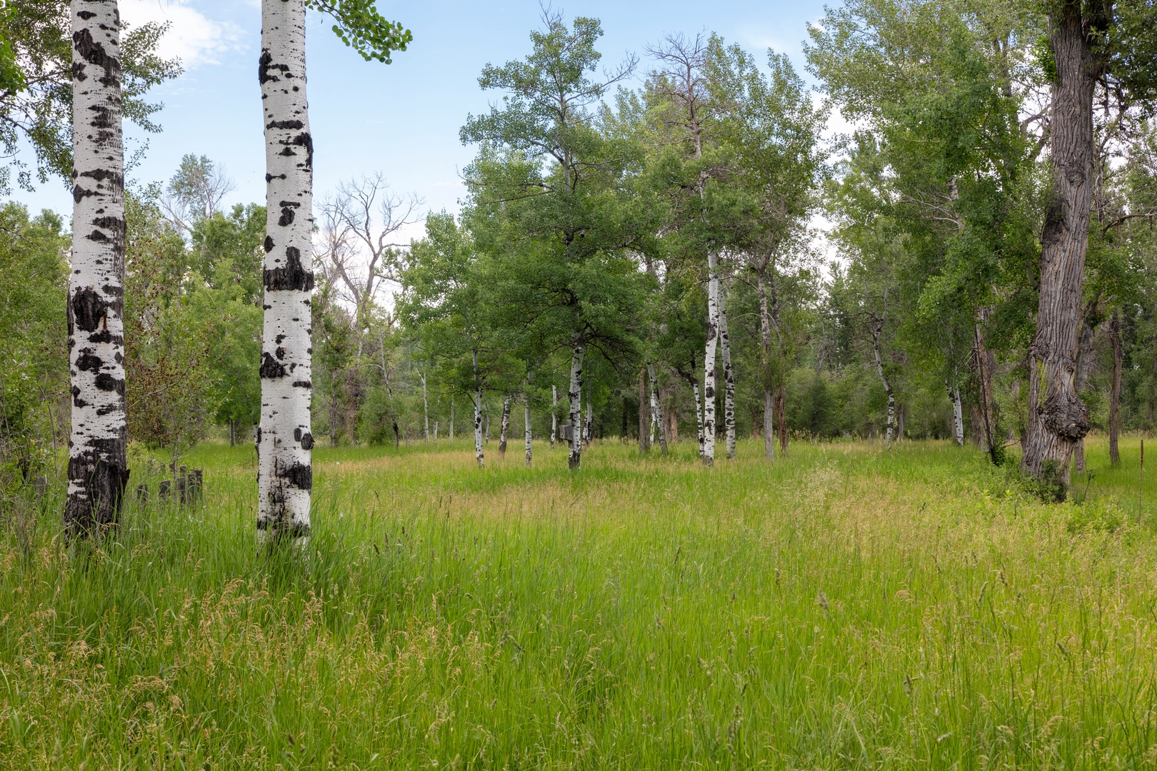 Bozeman Vacation Rentals, The Woodland Oasis - 