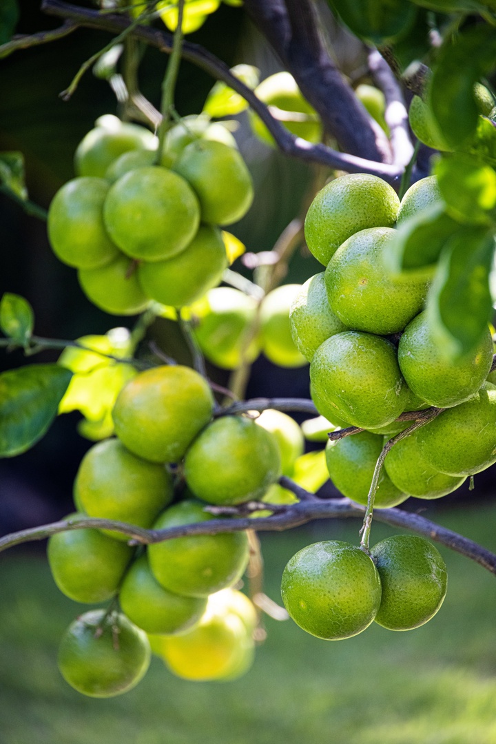 Kamuela Vacation Rentals, Champion Ridge 7 - A bounty of citrus blooms just steps from the lanai—Hawaiian freshness on cue.