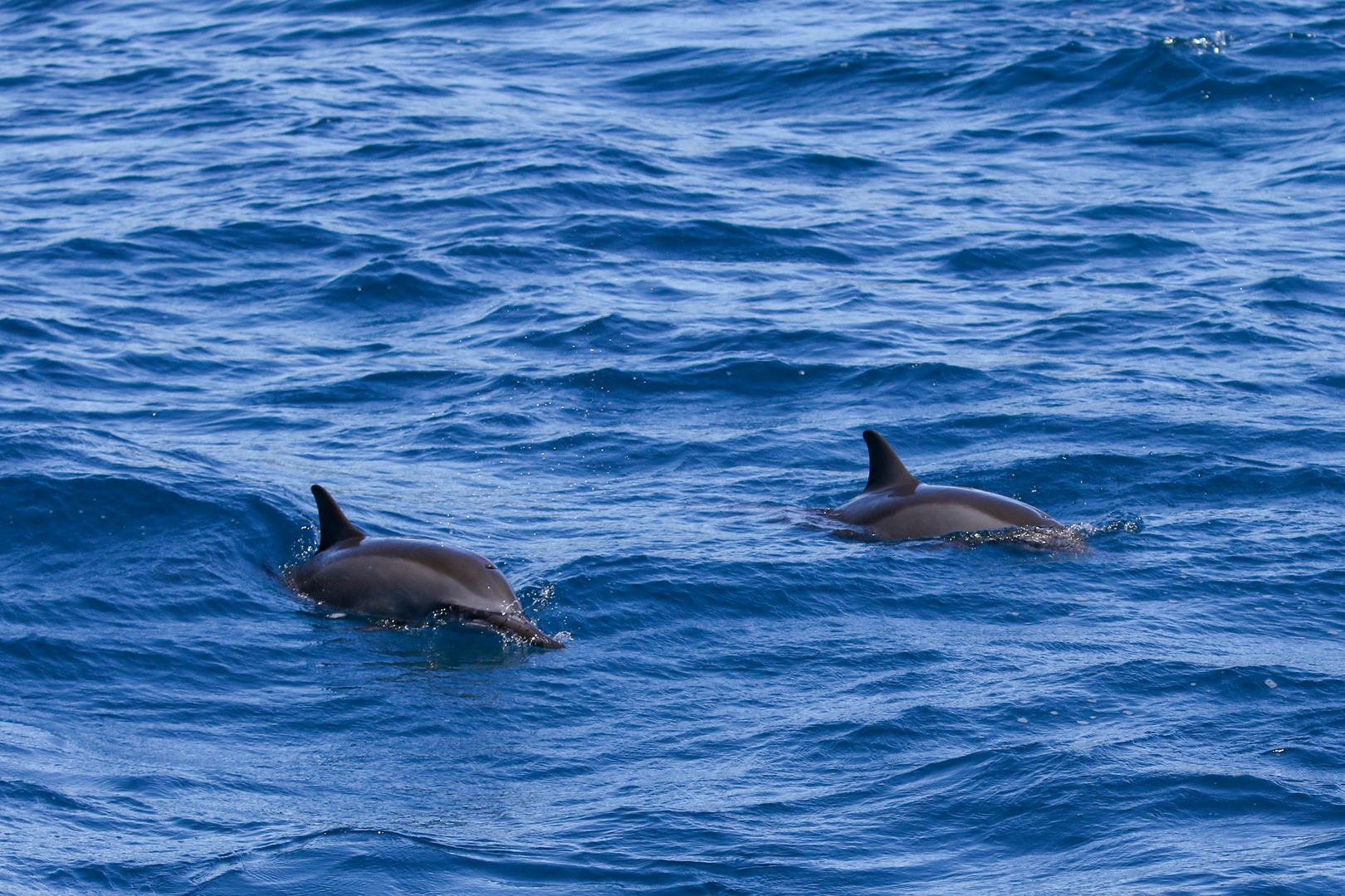 Kamuela Vacation Rentals, Palm Villas E1 - Dolphins Sometimes Frequent the Area