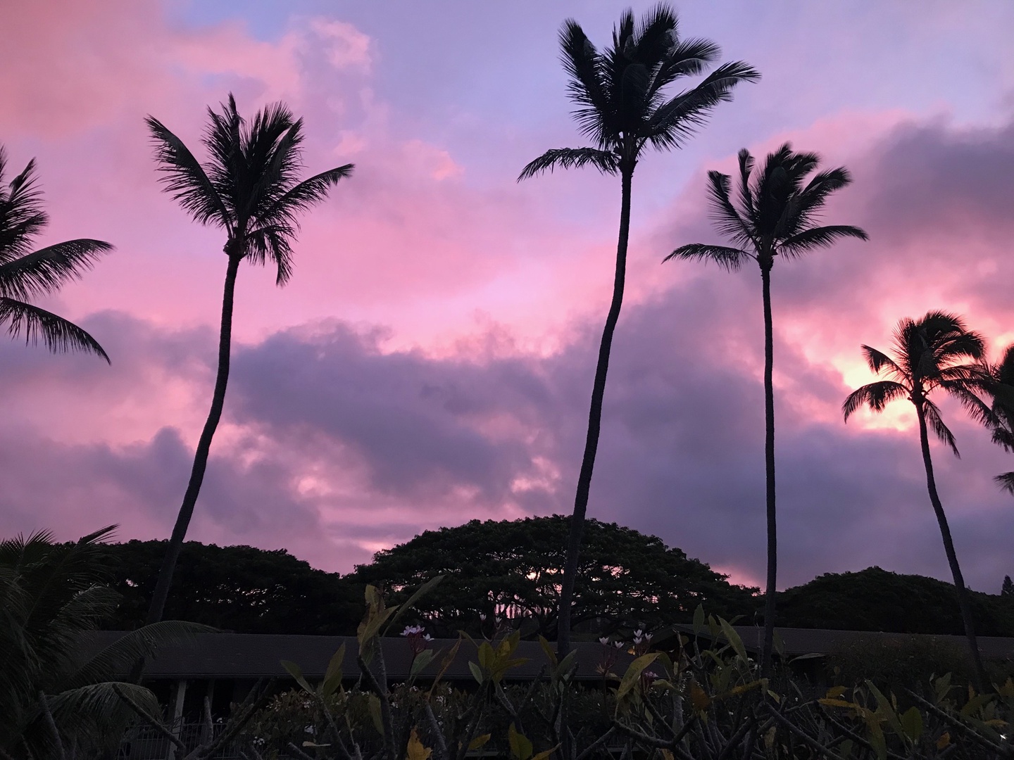 Lahaina Vacation Rentals, Napili Shores F-252 - Come see our cotton candy sunsets and listen to the gentle palm trees swaying