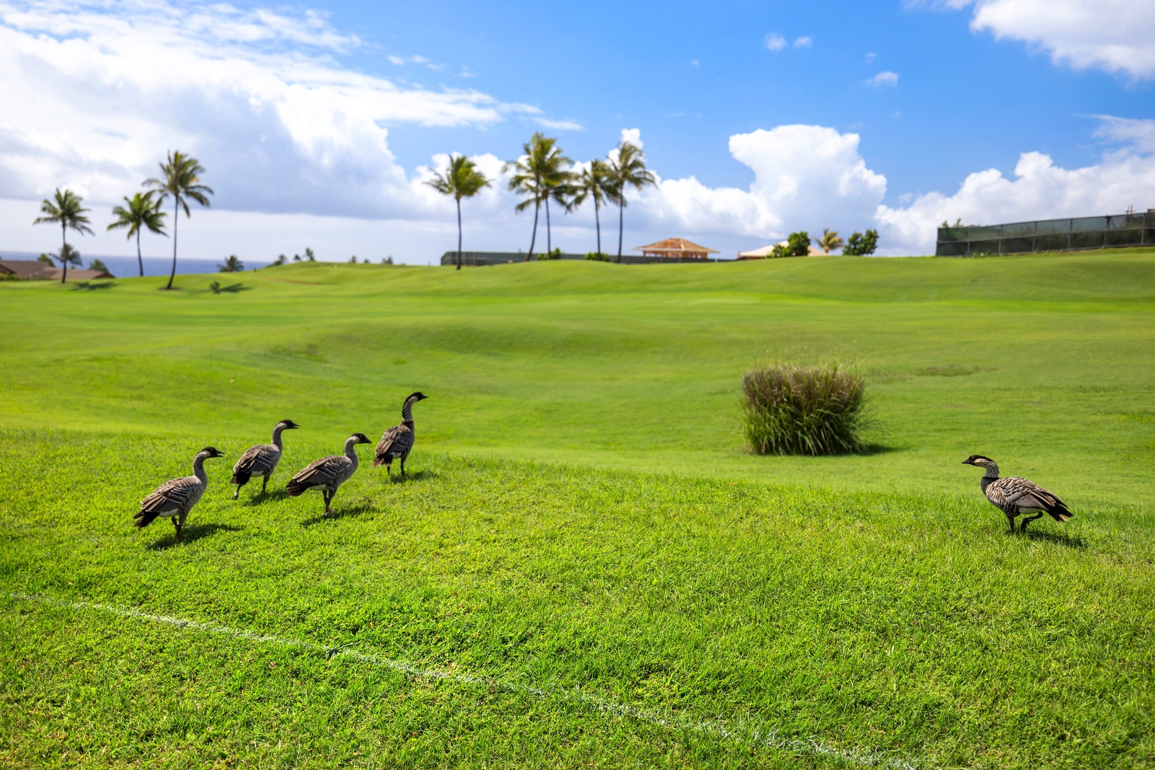 Koloa Vacation Rentals, Hale o ka Nene - Delight in Kaua‘i’s open landscapes, where rolling greens meet endless blue skies during your stay.