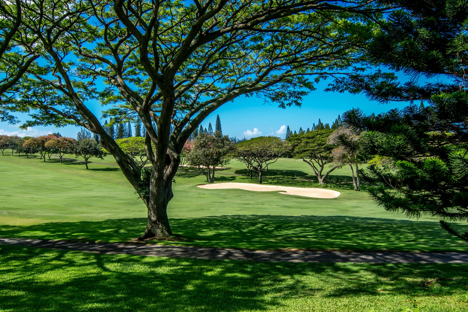 Lahaina Vacation Rentals, Kapalua Golf Villas 14P1-2 - Towering trees and manicured fairways create a peaceful resort ambiance at your doorstep.