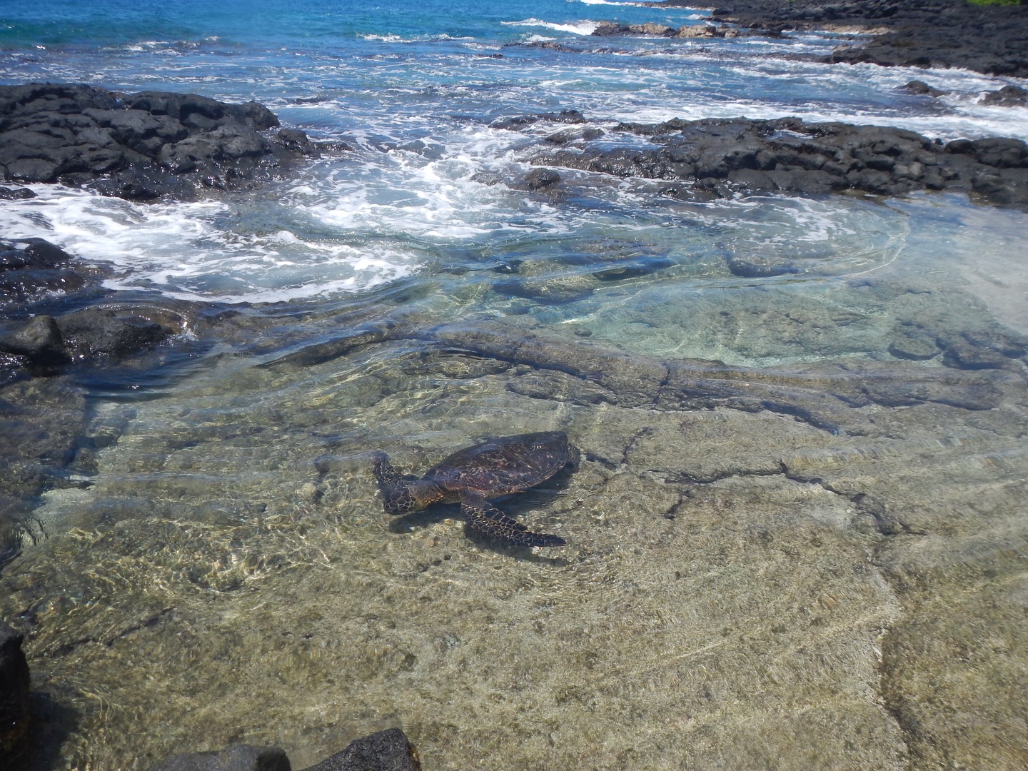 Kailua Kona Vacation Rentals, Hoku'Ea Hale - Photo of the resident turtle from the properties edge