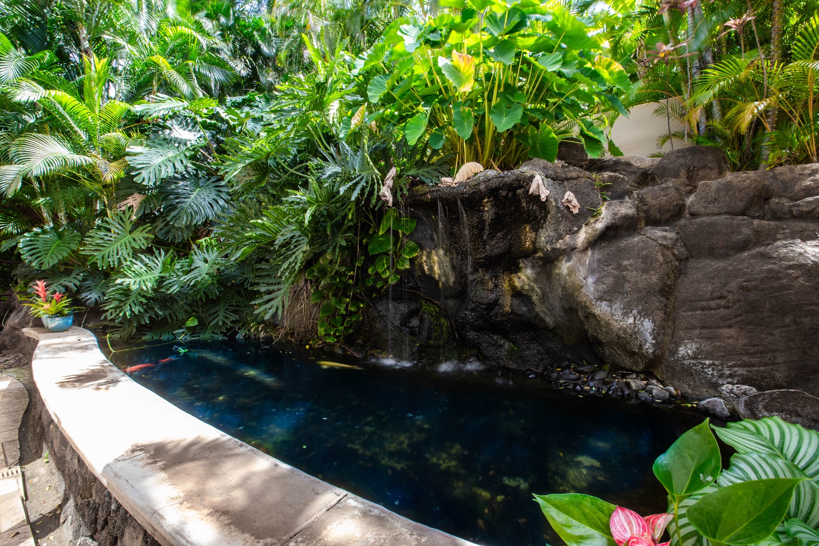 Honolulu Vacation Rentals, Pili Pono - Serene koi pond nestled among lush tropical foliage.
