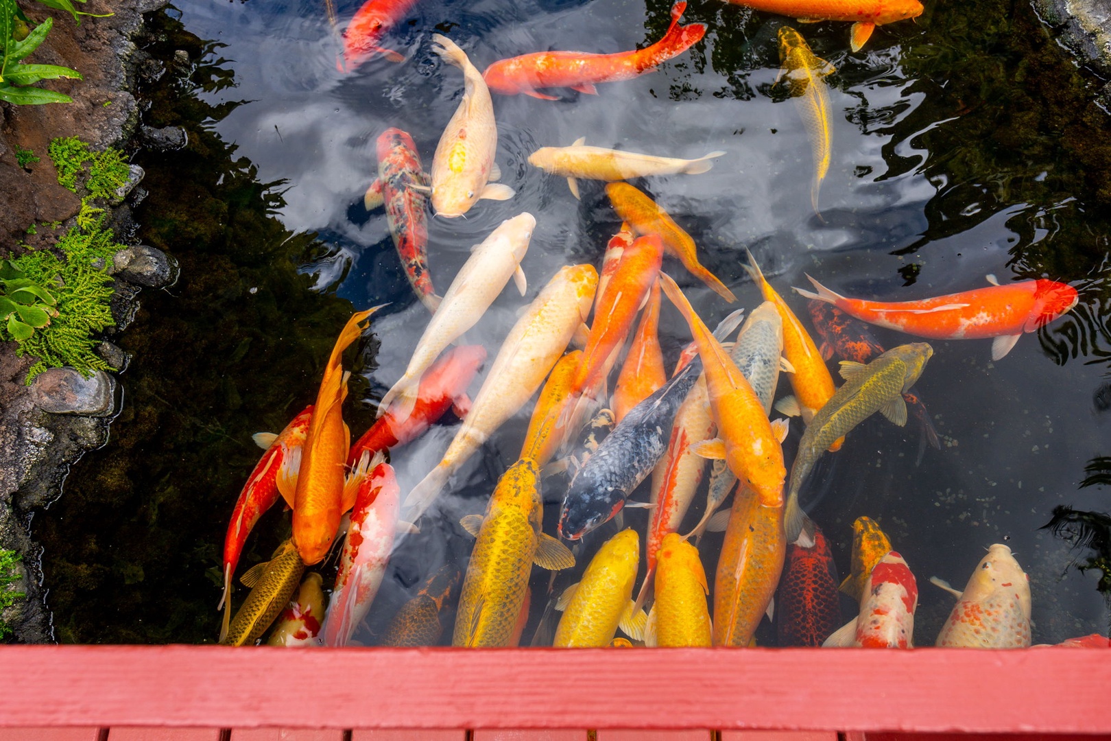 Kapolei Vacation Rentals, Ko Olina Beach Villas B604 - Colorful koi fish swim gracefully in a tranquil pond surrounded by lush greenery and natural stone borders.