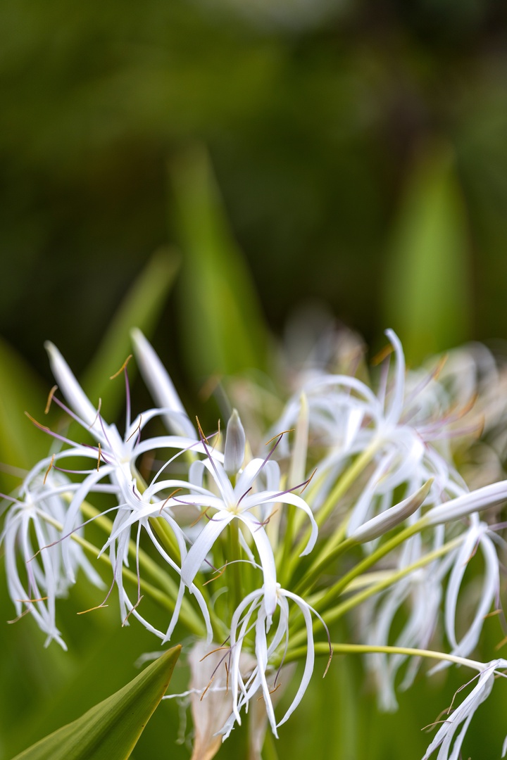 Kapolei Vacation Rentals, Ko Olina Kai 1105E - The natural landscape surrounding the property features delicate white blooms set against lush greenery, showcasing the area's seasonal beauty.