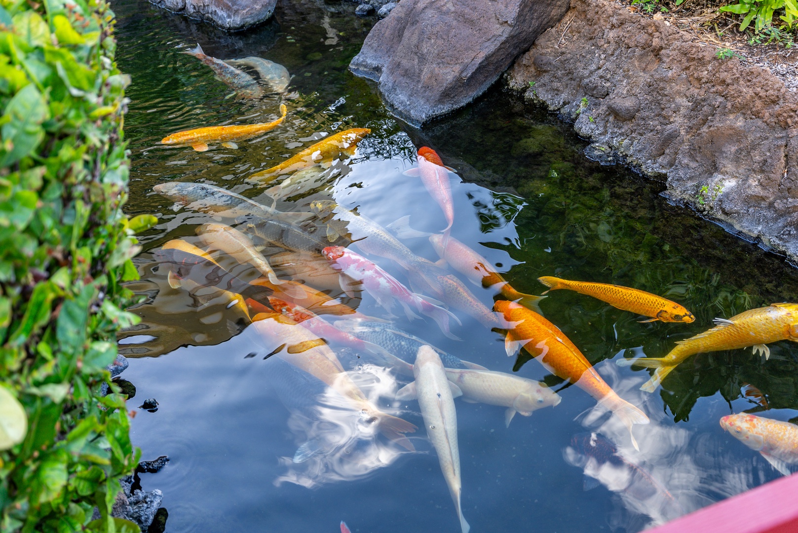 Kapolei Vacation Rentals, Ko Olina Beach Villas B109 - Koi drift under the surface, the detour every kid makes twice.