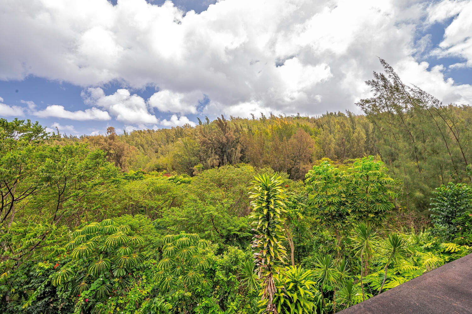 Haleiwa Vacation Rentals, Mele Makana - The Pupukea Paumalu Forest Reserve