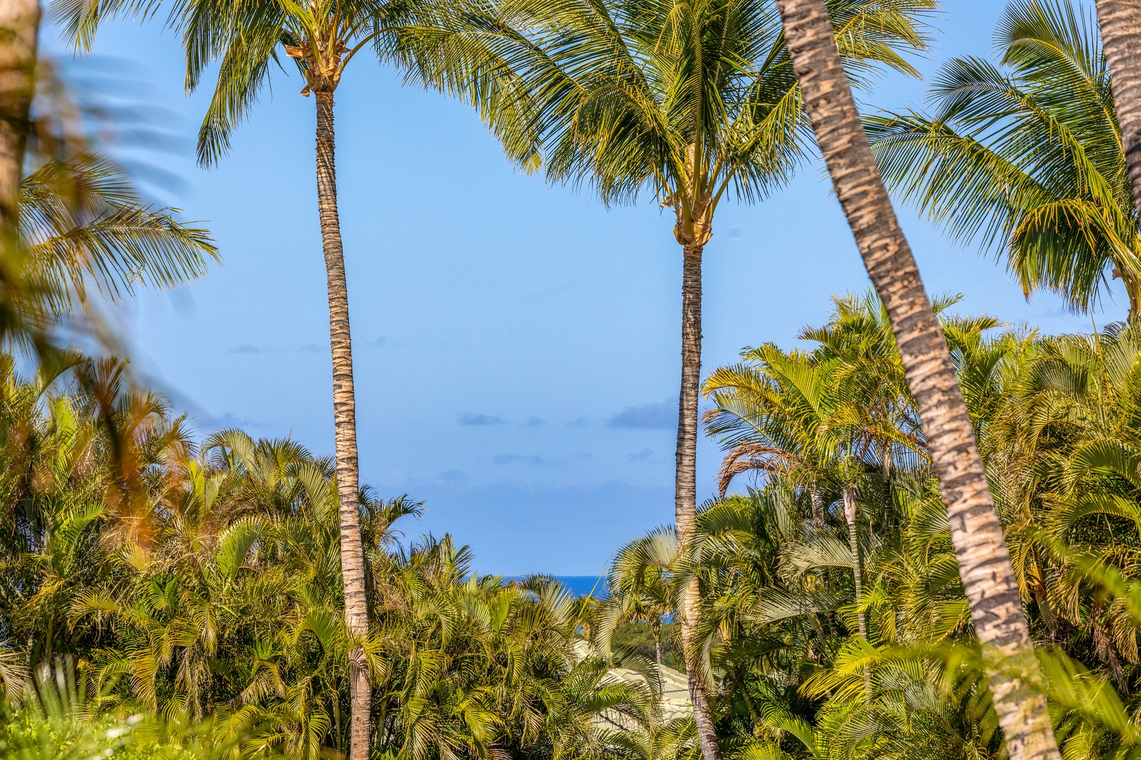 Kamuela Vacation Rentals, Champion Ridge Home - Glimpses of the ocean peek through lush palm-lined landscapes.