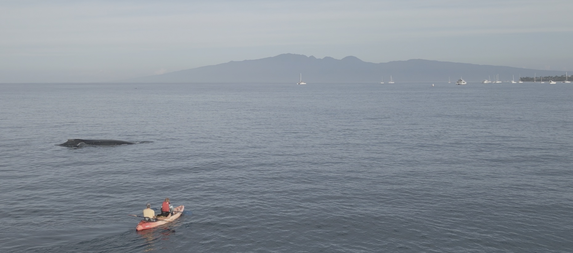 Lahaina Vacation Rentals, Puamana 240-3 - Paddle alongside majestic whales, creating unforgettable memories on the open sea.