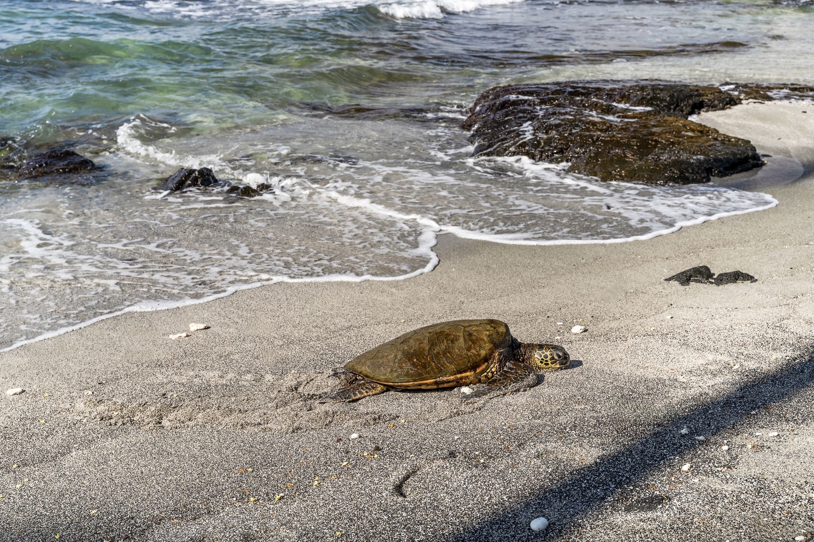 Kamuela Vacation Rentals, Island Time Retreat - A green sea turtle hauls out on the shoreline just off the property.