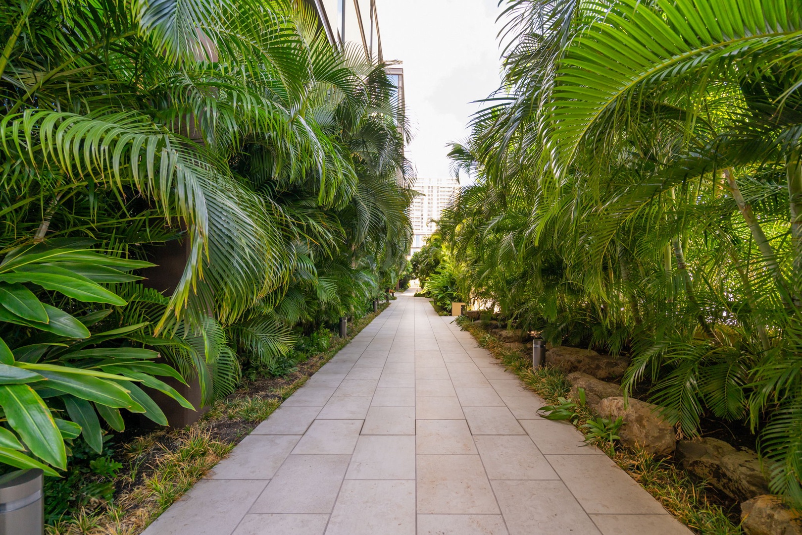 Honolulu Vacation Rentals, Park Lane Getaway - Lush, palm-lined pathway guiding you to paradise.