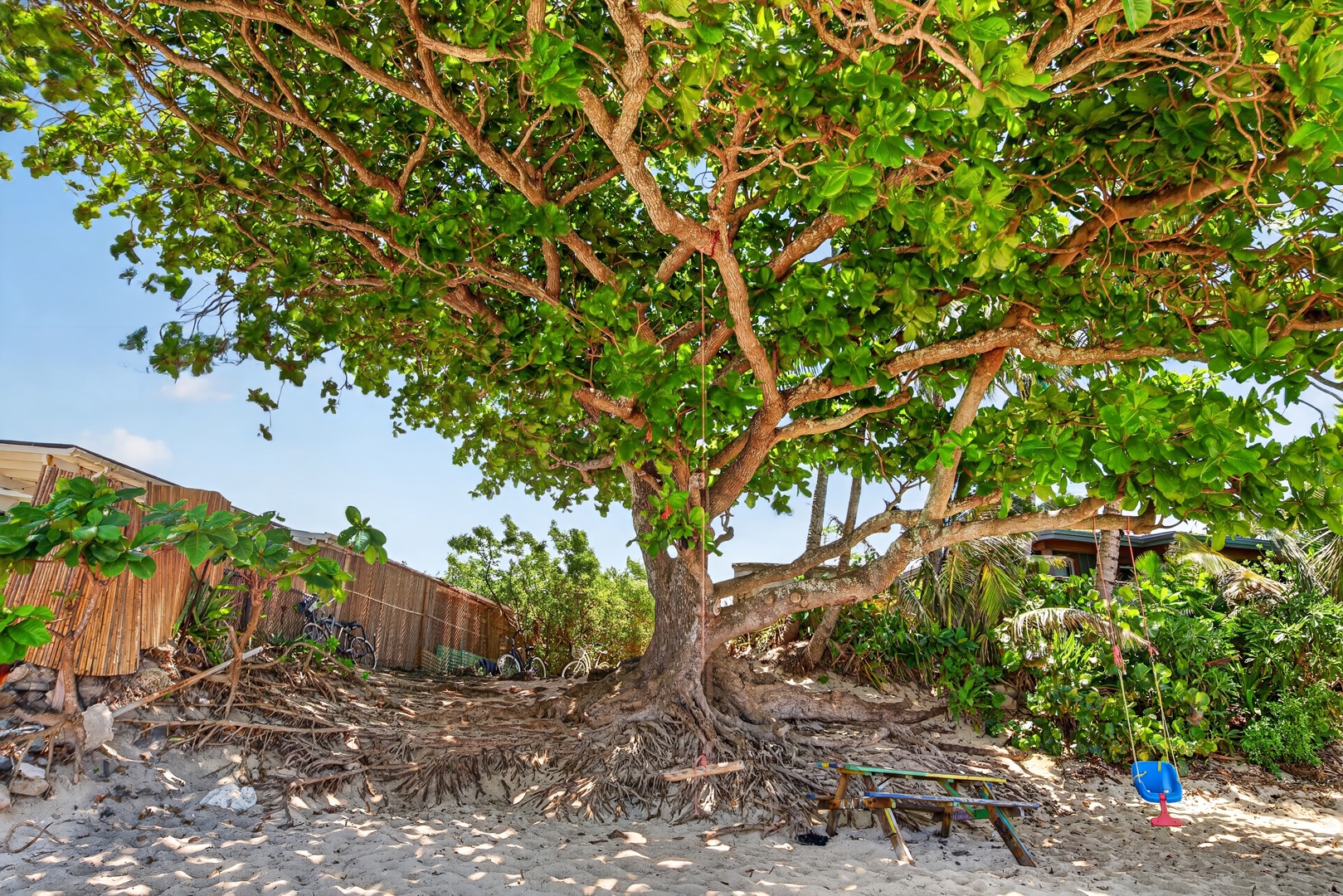 Haleiwa Vacation Rentals, Sunset Beach Hideaway - Relax beneath the shade of coastal trees after mornings spent by the ocean.