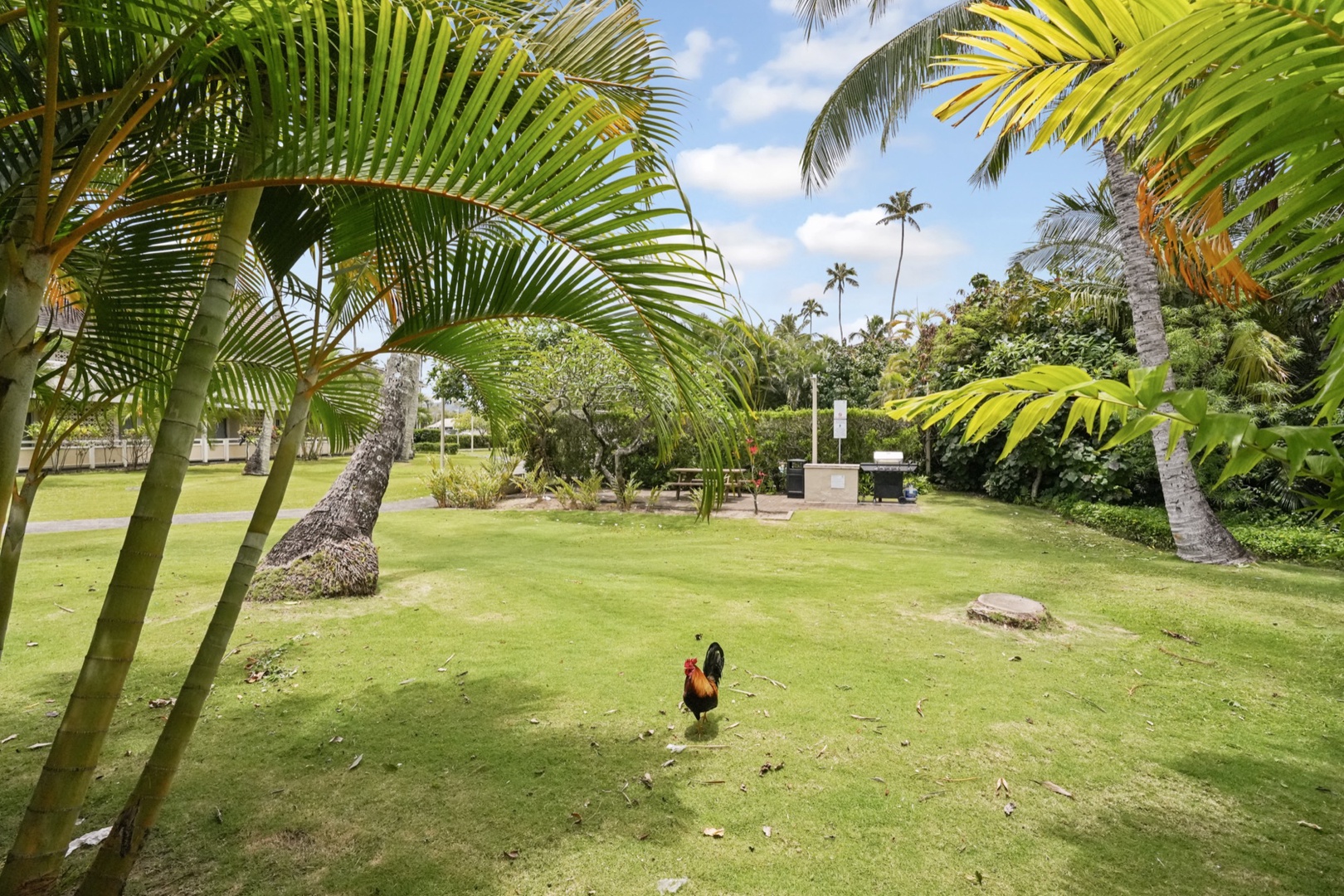 Kapaa Vacation Rentals, Kahaki Hale - Some visitors might be in the yard!