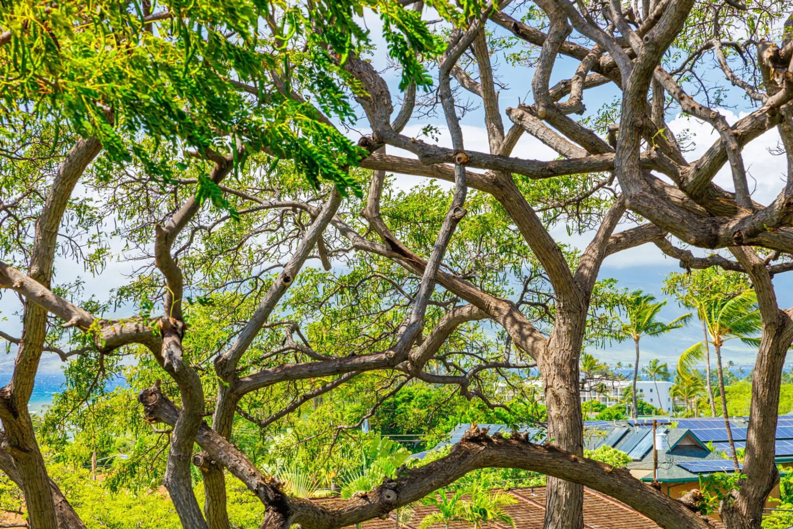 Kihei Vacation Rentals, Maui Vista 2420 - Tall trees and swaying palms frame the coast below, with the mountains rising on the far side.