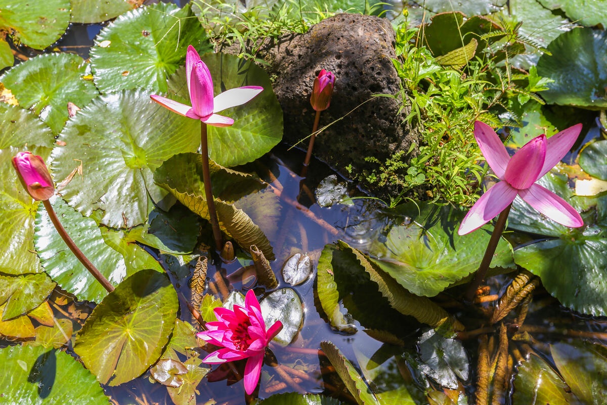 Koloa Vacation Rentals, Waikomo Streams 121 - Like in a fairytale