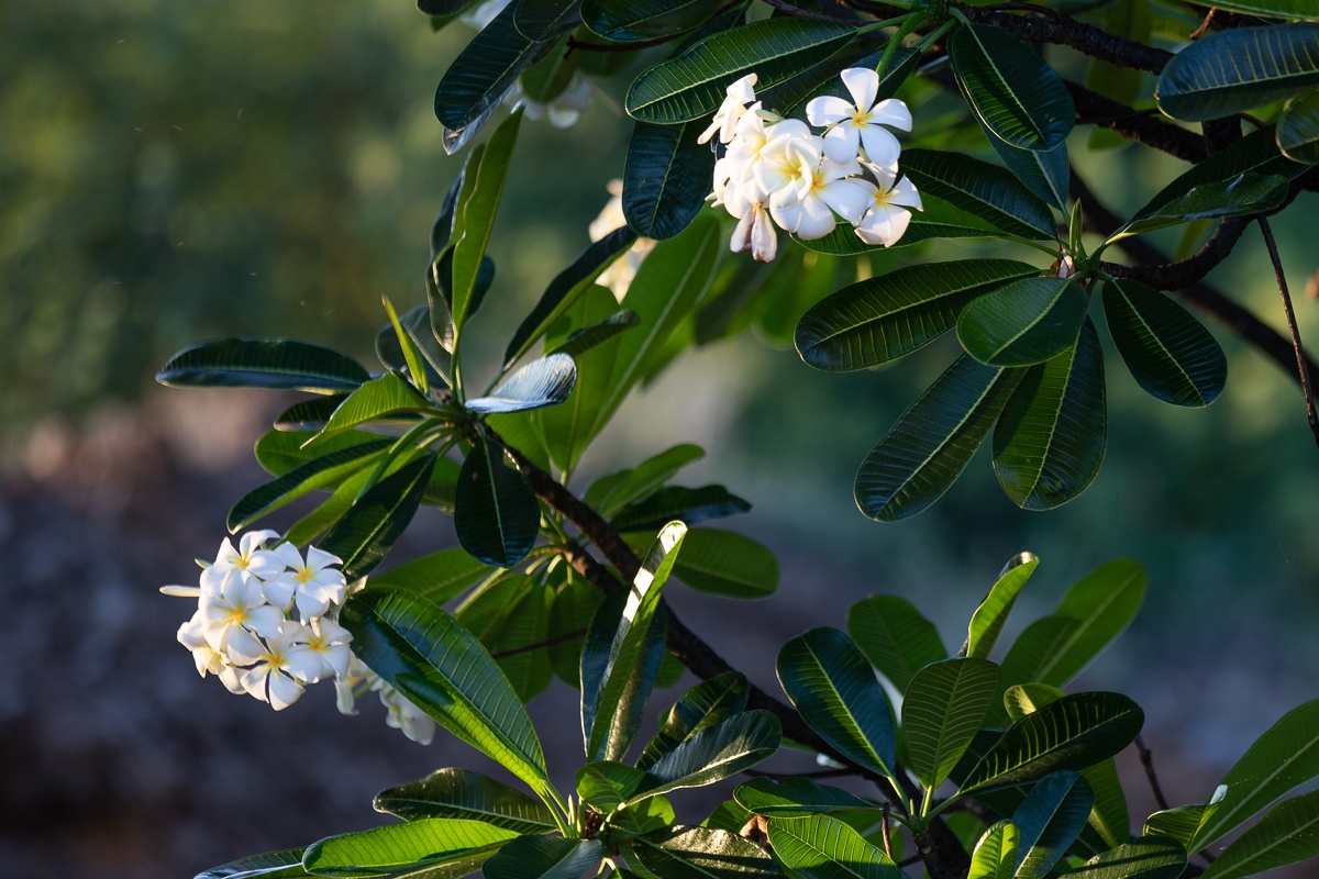 Kamuela Vacation Rentals, Mauna Lani KaMilo #123 - Admire the touch of nature with our vibrant flowers around the home.