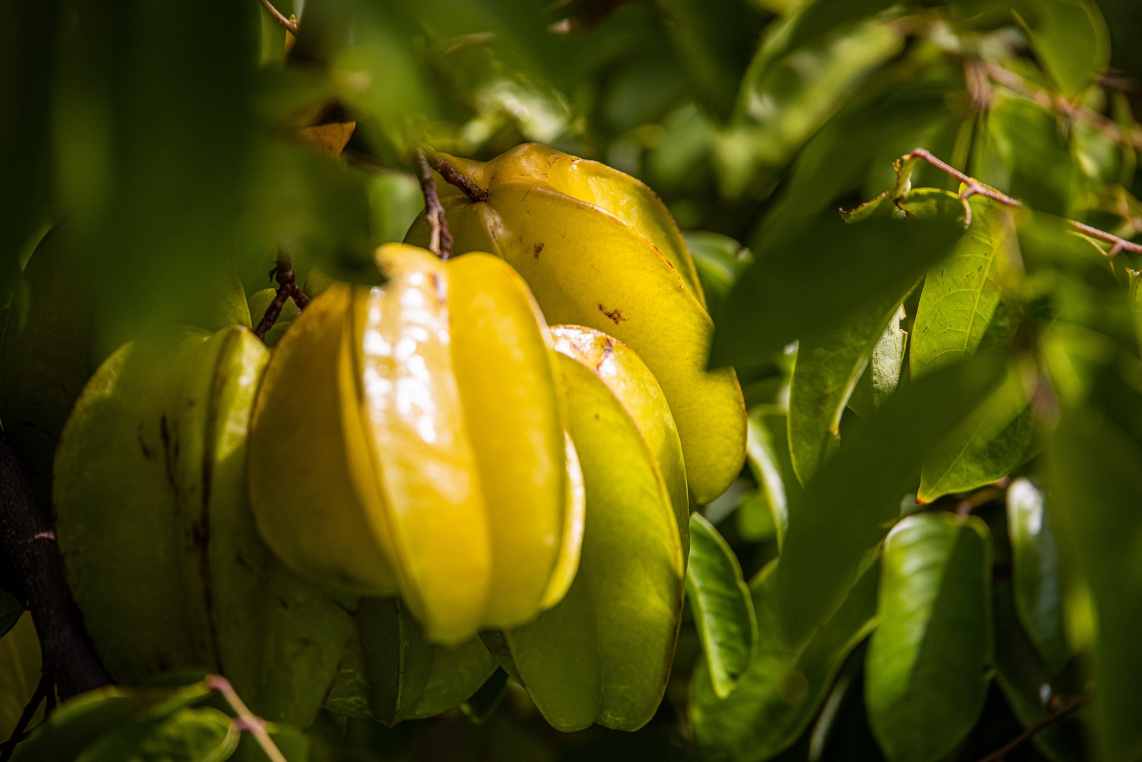 Kamuela Vacation Rentals, Champion Ridge 7 - Tropical bounty on display—starfruit ripens under golden Hawaiian sun.
