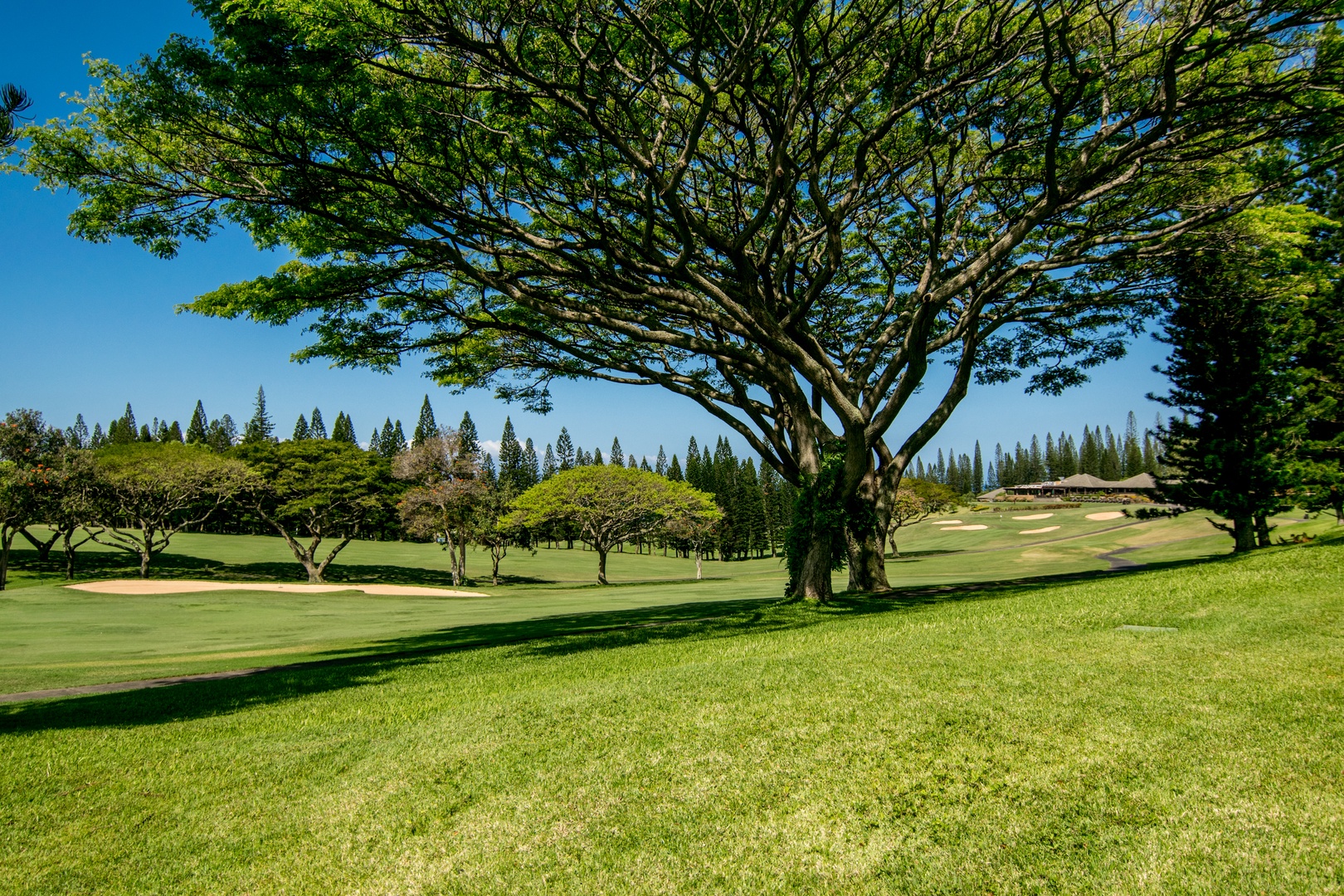 Lahaina Vacation Rentals, Kapalua Golf Villas 14P1-2 - Expansive fairway views beneath majestic monkeypod trees—perfect for a peaceful morning walk or afternoon stroll right outside your villa.
