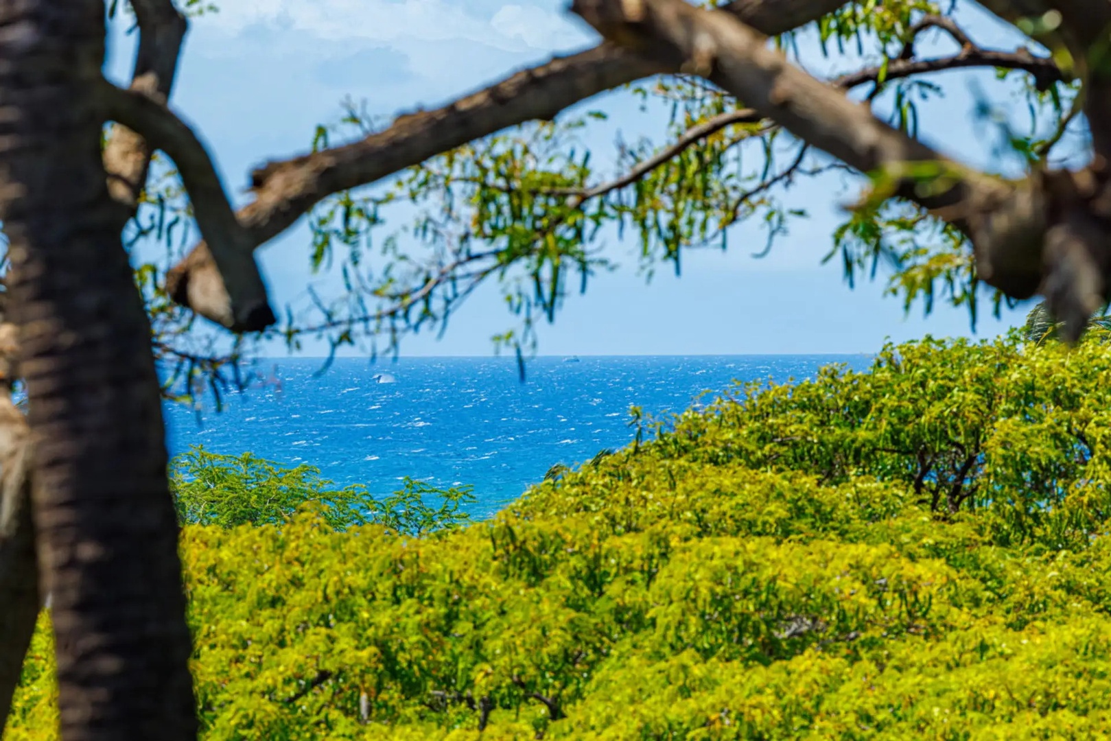 Kihei Vacation Rentals, Maui Vista 2420 - The horizon line shows blue between the leaves, where the green gives way to water.