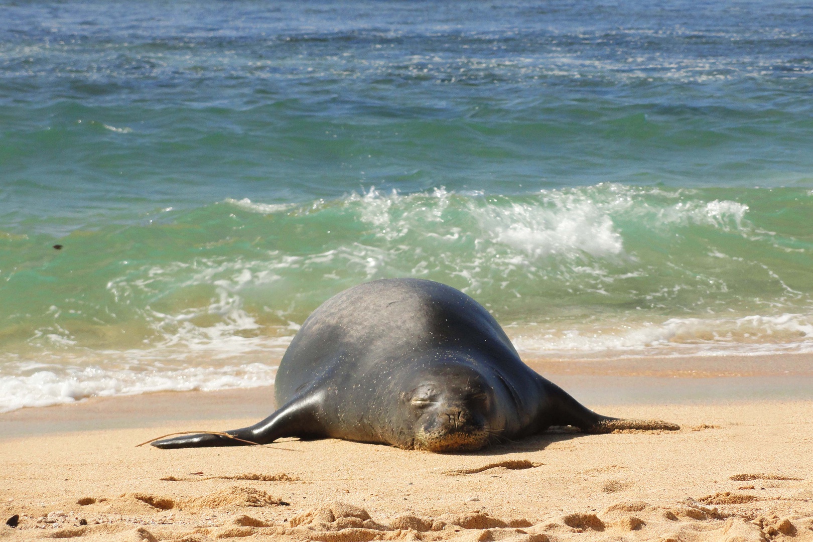 Koloa Vacation Rentals, Pili Mai 6J - Pristine beach where Hawaiian monk seals occasionally rest on golden sand beside crystal-clear waters.