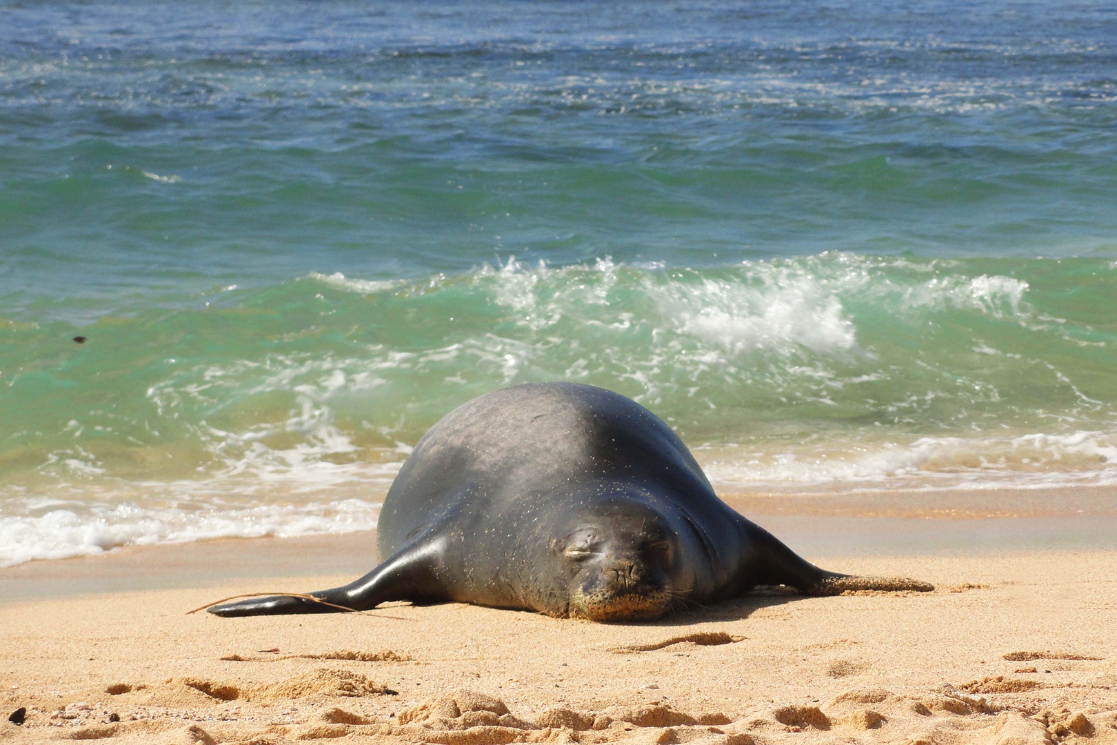 Koloa Vacation Rentals, Whalers Cove #133 - Discover the tranquil beauty of Hawaii’s shores, where serenity meets the sea.