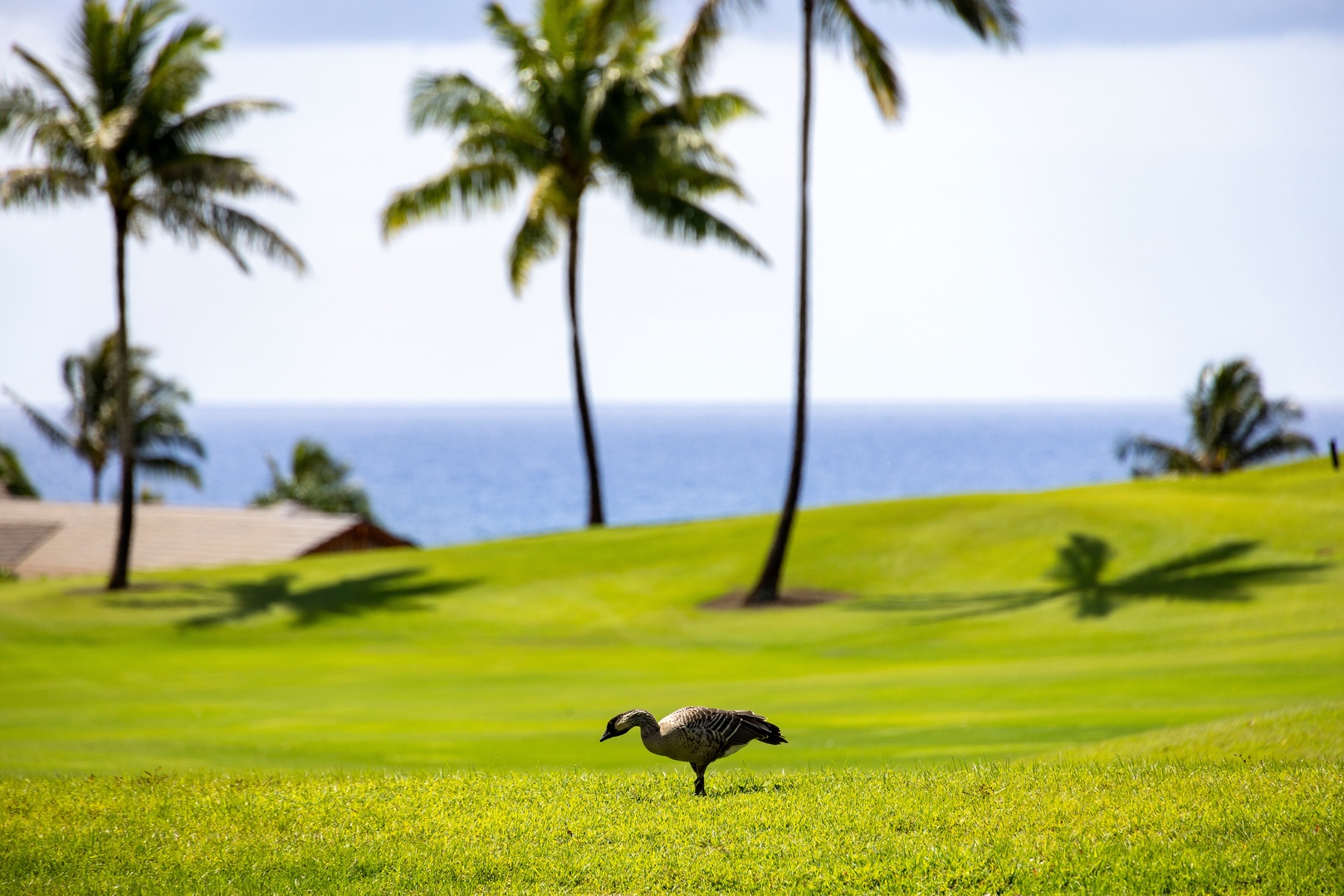 Koloa Vacation Rentals, Hale o ka Nene - Watch native nene geese roam the lush fairways, a unique and peaceful sight right outside your door.