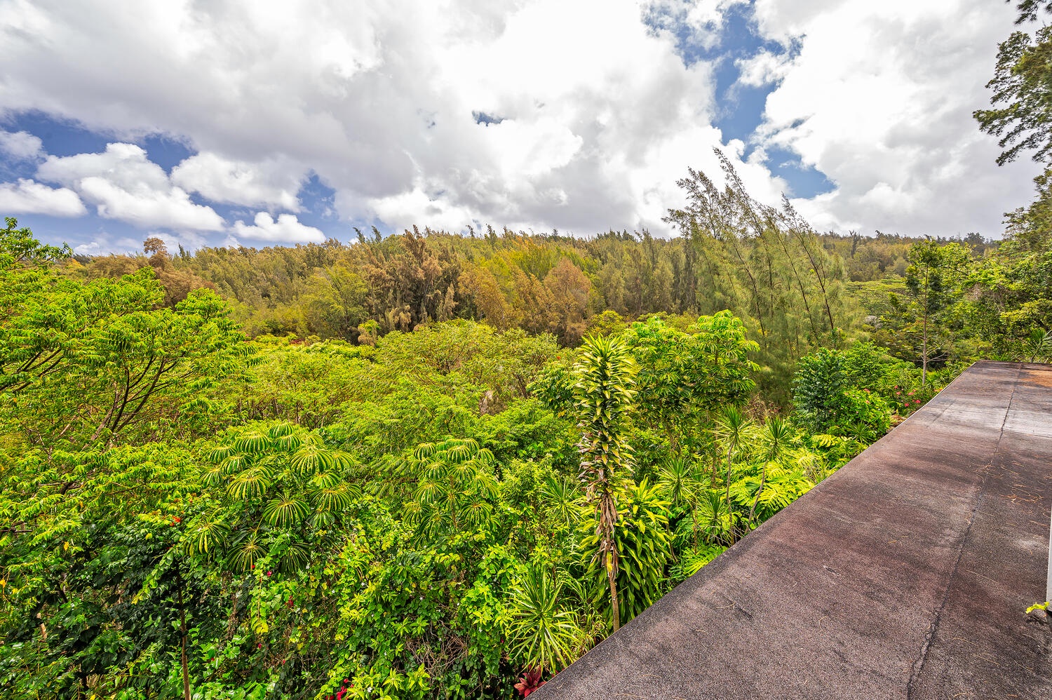 Haleiwa Vacation Rentals, Mele Makana - The Pupukea Paumalu Forest Reserve is home to thousands of acres of lush foliage