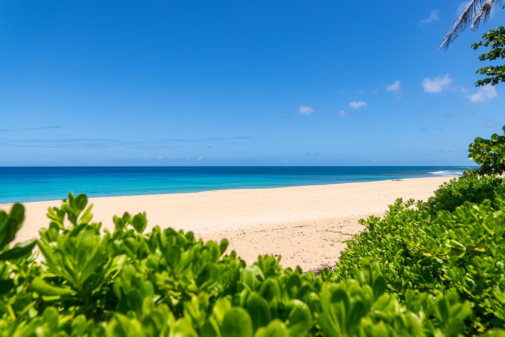 Haleiwa Vacation Rentals, Hale Nalu - Greenery gives way to soft sand and clear ocean blues.