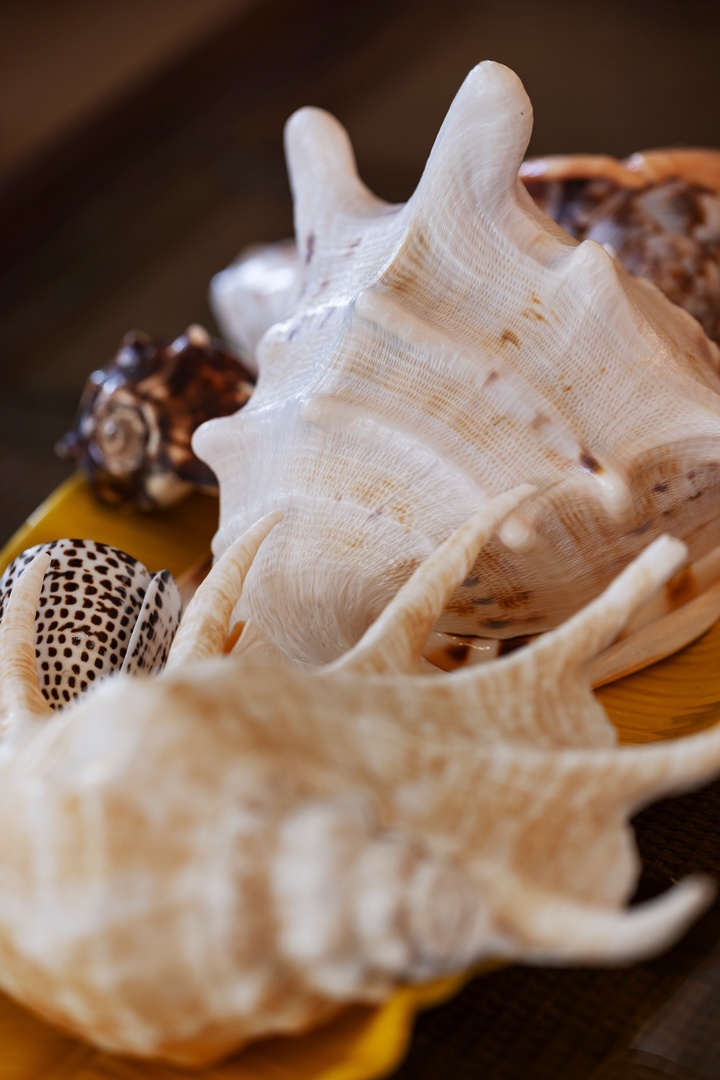 Beautiful seashells create a coastal atmosphere, bringing ocean memories to your retreat.