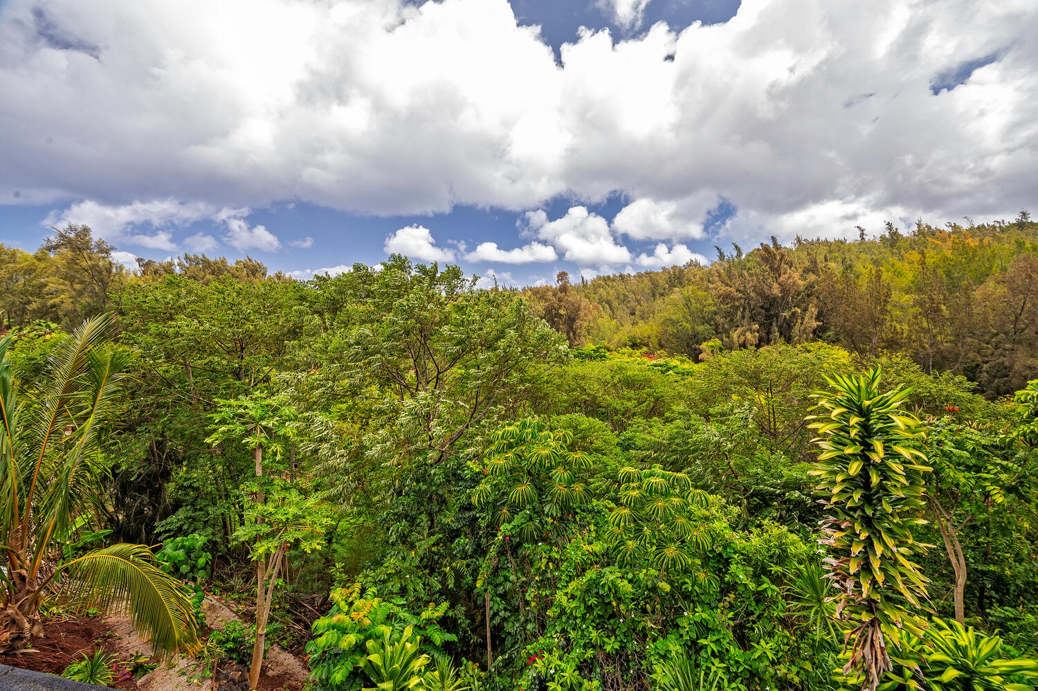 Haleiwa Vacation Rentals, Mele Makana - Thanks to the Forest Reserve, there's beautiful sights of Oahu's forest from the home