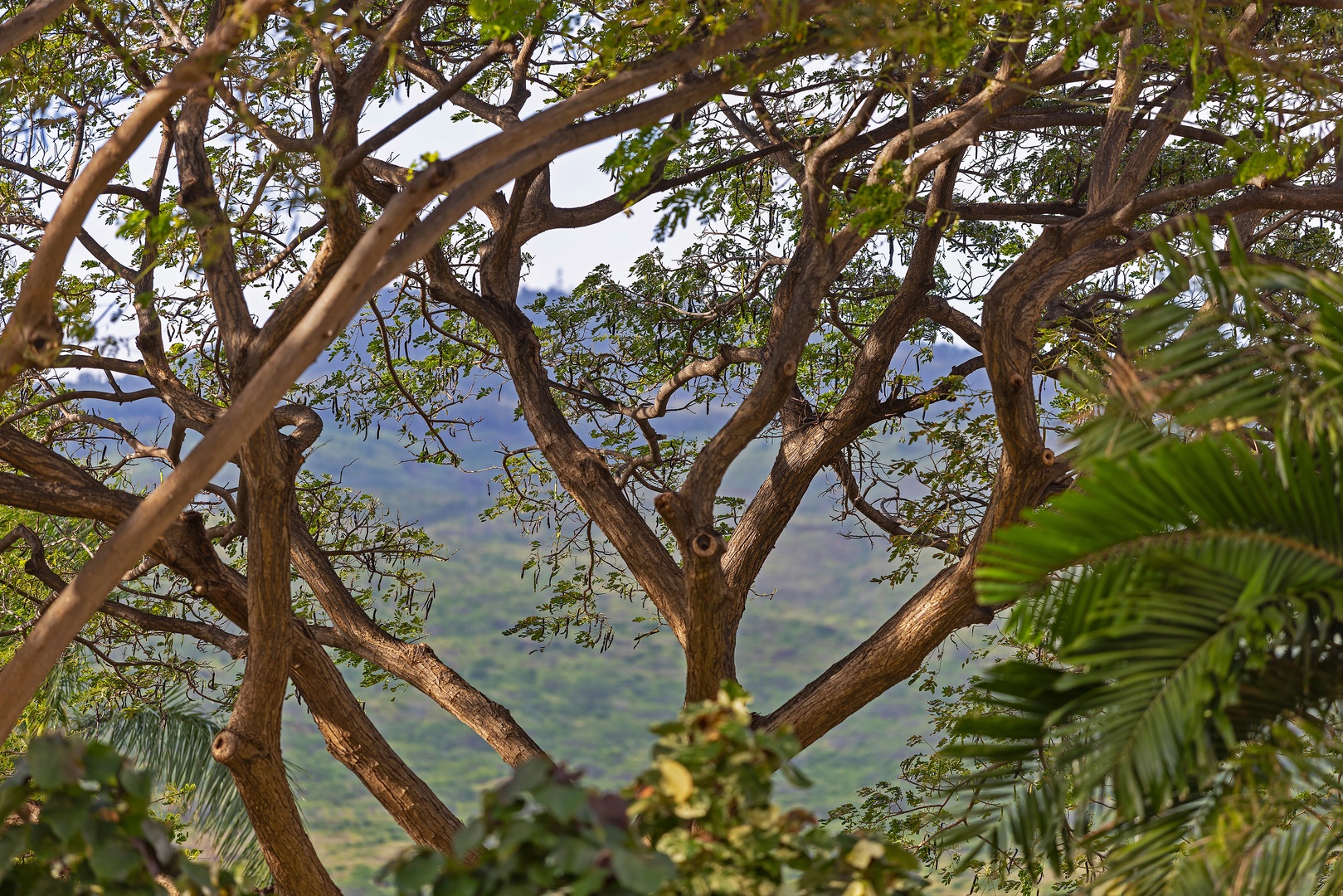 Scenic mountain vista framed by lush tropical foliage creates a naturally serene backdrop for the property, offering guests a glimpse of the stunning natural beauty defining the surrounding area.