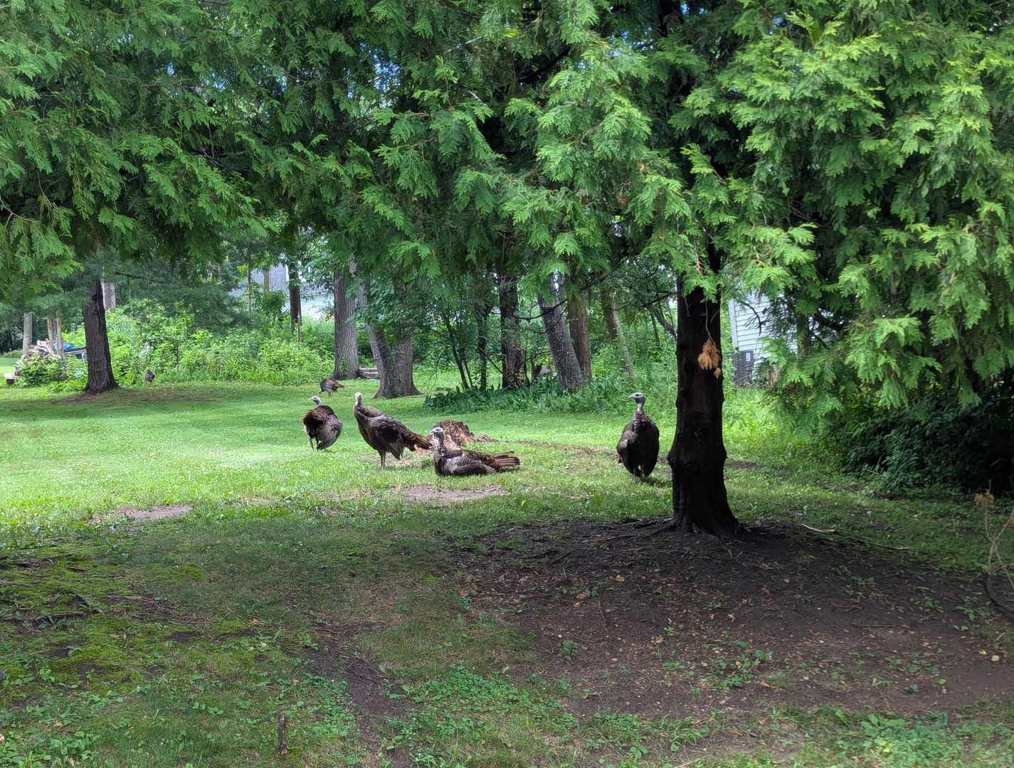 Turkeys