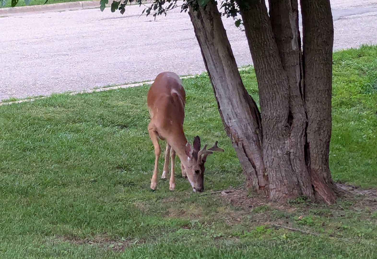 Deer